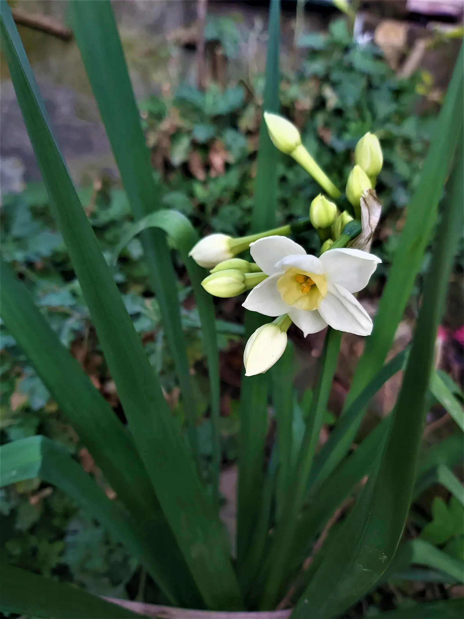 Jonquilla Narcissi (Narcissus Jonquilla) — With a preference for full to partial sunlight; these bulbs do well in both sunny and slightly shaded, image 108