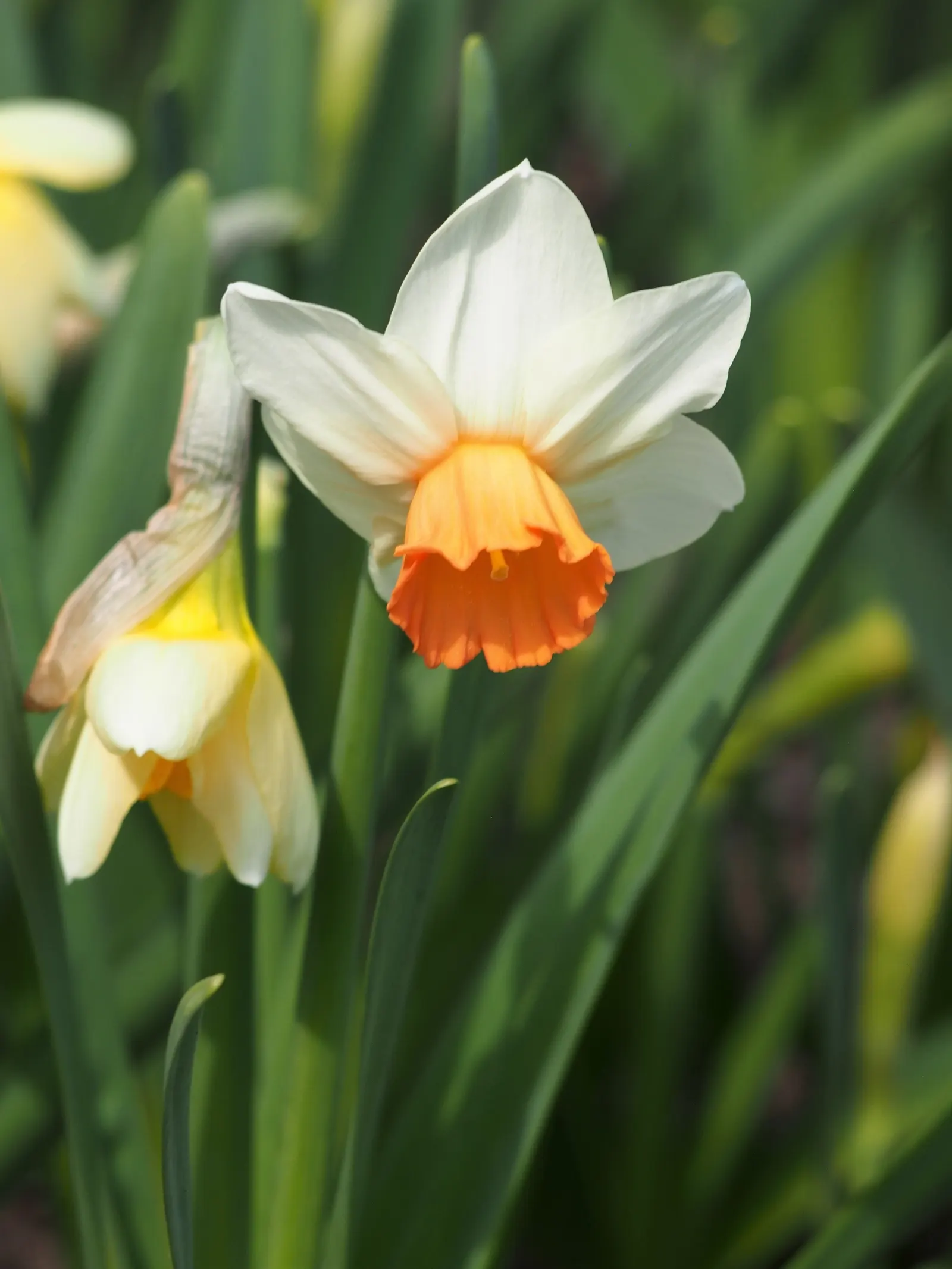 Jonquilla Narcissi (Narcissus Jonquilla) — The flowers have a central corona surrounded by narrow; plant the bulbs at a depth of about 6 inches, image 82