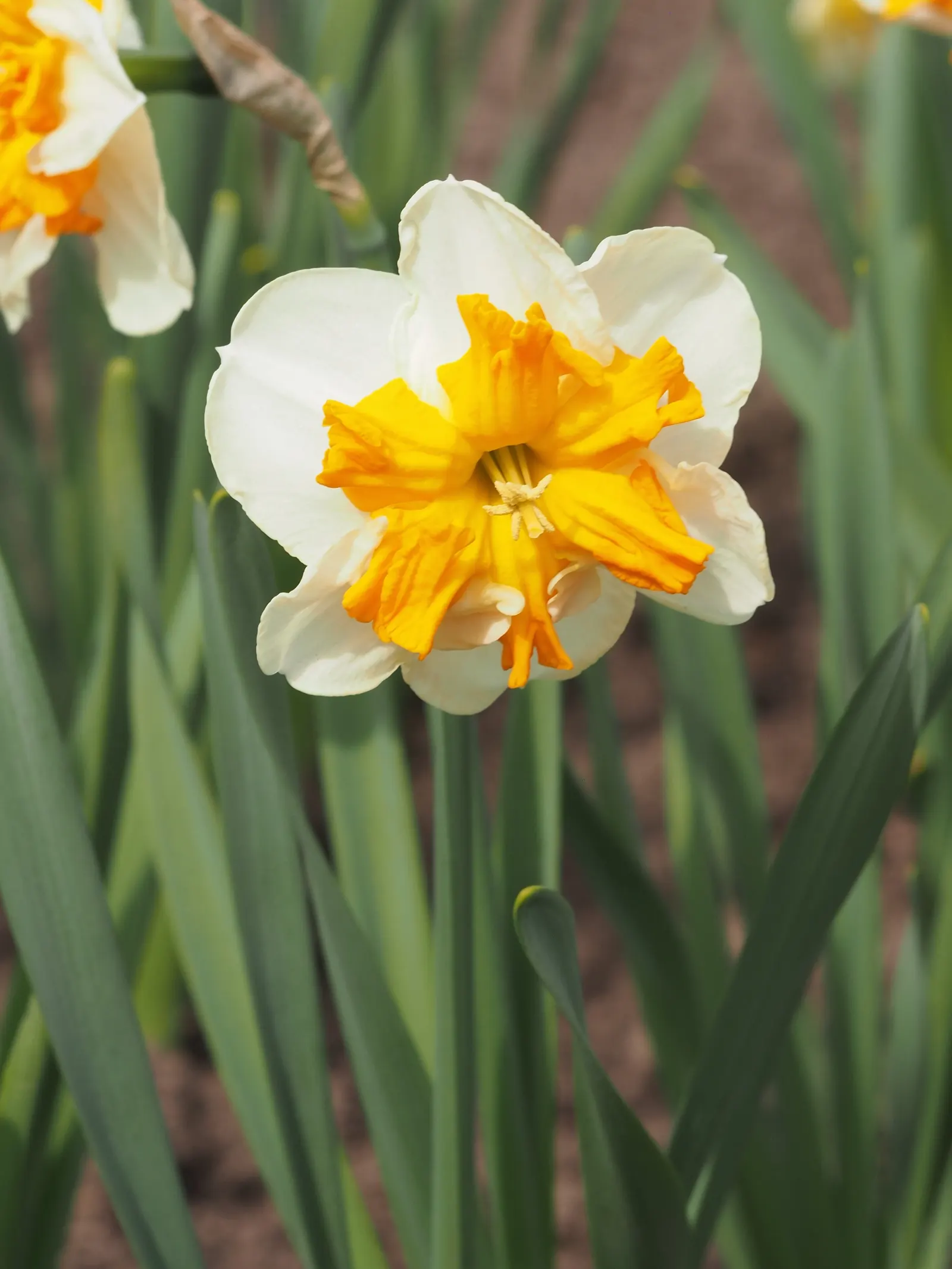 Jonquilla Narcissi (Narcissus Jonquilla) — The flowers have a central corona surrounded by narrow; plant the bulbs at a depth of about 6 inches, image 105