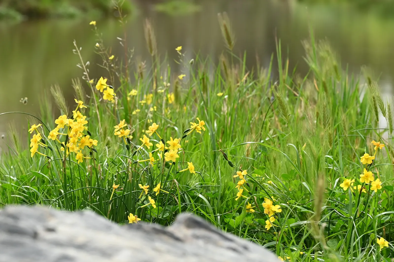 Jonquilla Narcissi (Narcissus Jonquilla) — commonly known as Jonquilla Daffodil; hardy in USDA zones 4-9, it prefers full to partial sun and, image 47