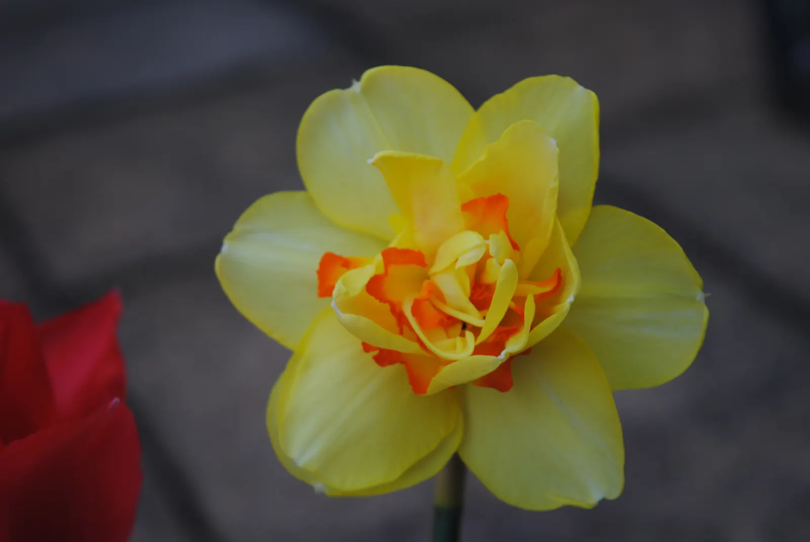 Jonquilla Narcissi (Narcissus Jonquilla) — yellow flowers in the garden; commonly known as Jonquilla Narcissi or Jonquil, image 67
