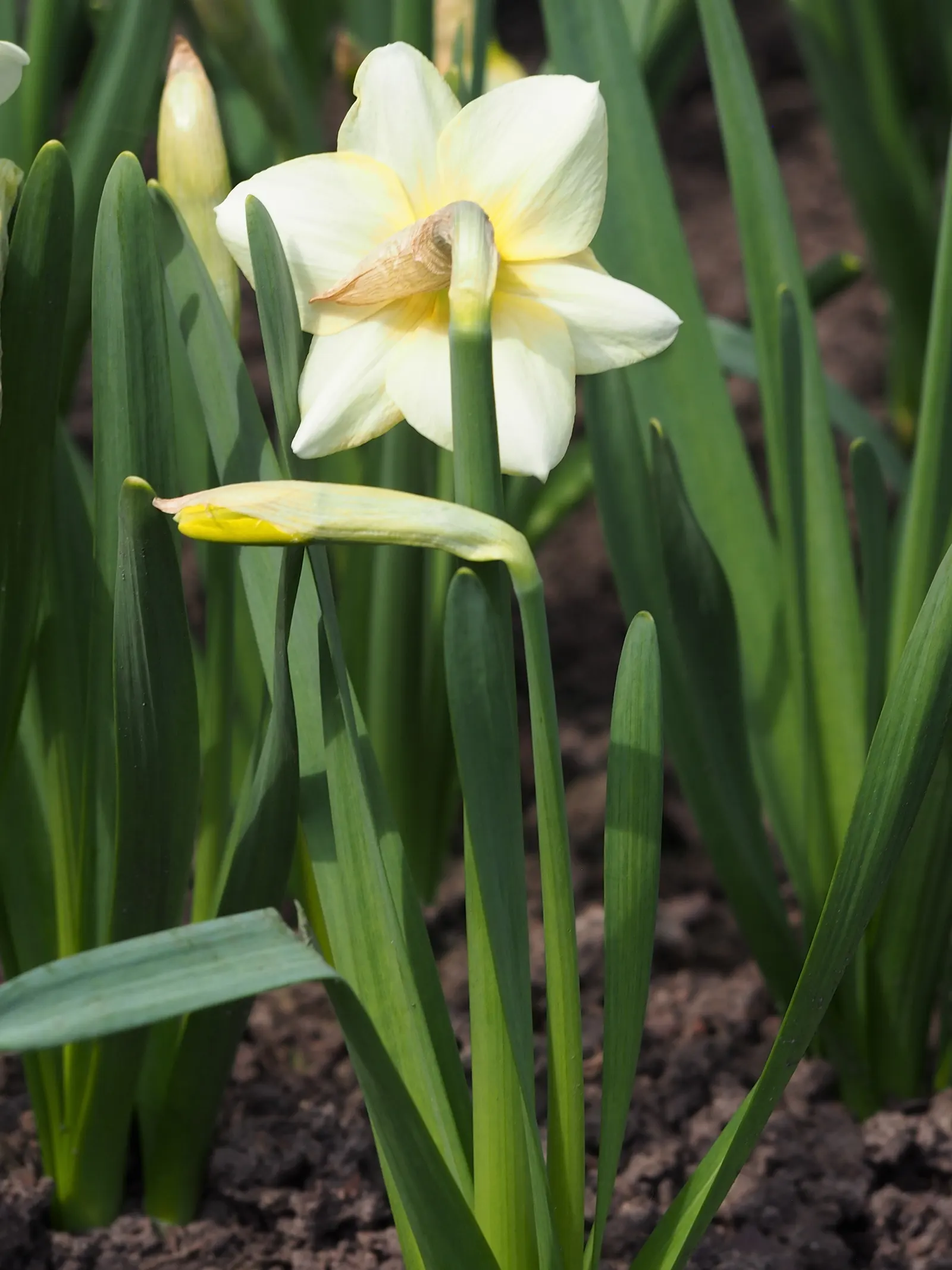 Jonquilla Narcissi (Narcissus Jonquilla) — commonly known as Jonquilla Narcissi or Jonquil; with a preference for full to partial sunlight