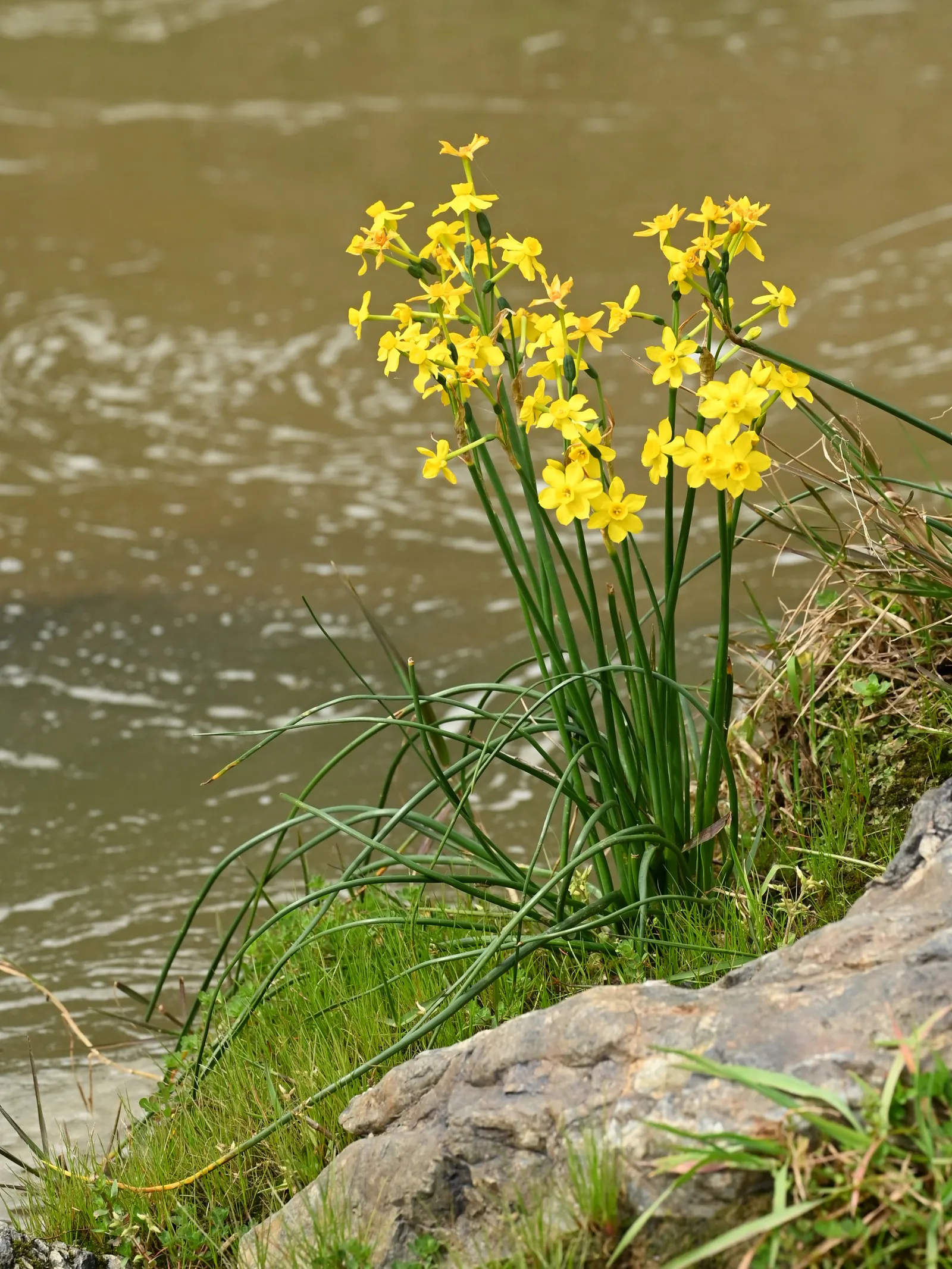 Jonquilla Narcissi (Narcissus Jonquilla) — Ideal for borders, rock gardens, and naturalizing, this plant attracts pollinators while resisting deer, image 97