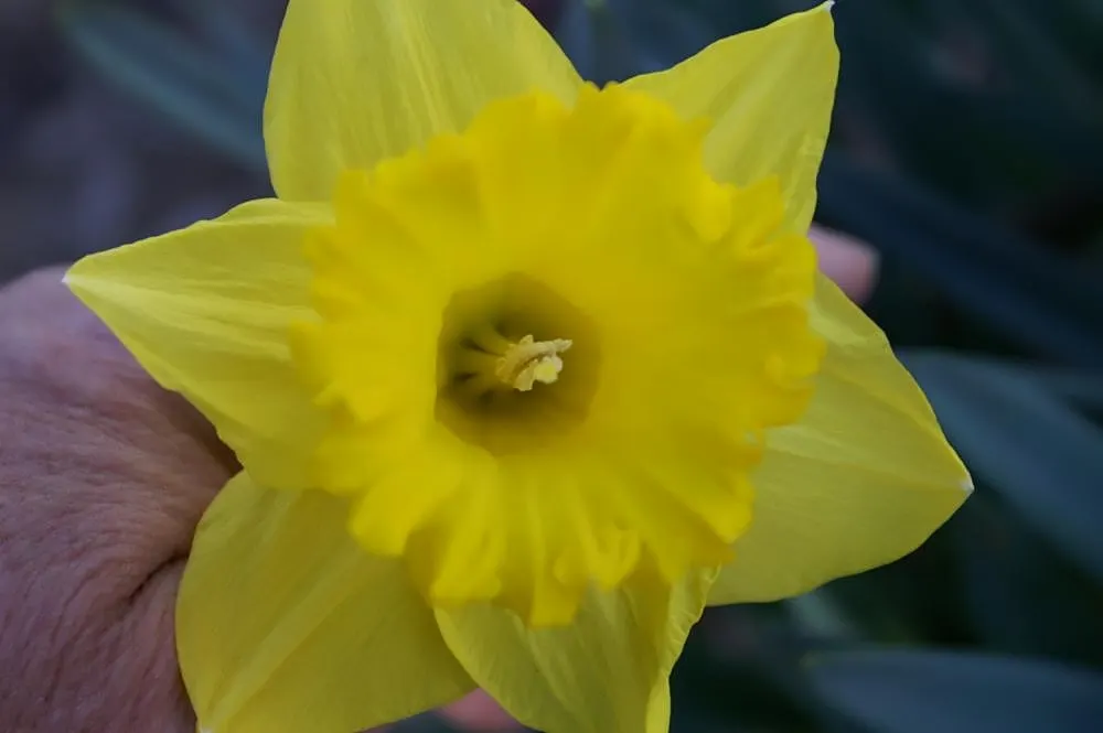 Jonquilla Narcissi (Narcissus Jonquilla) — This dainty perennial typically grows to a modest height of approximately 6 to 12 inches; star-shaped, image 101