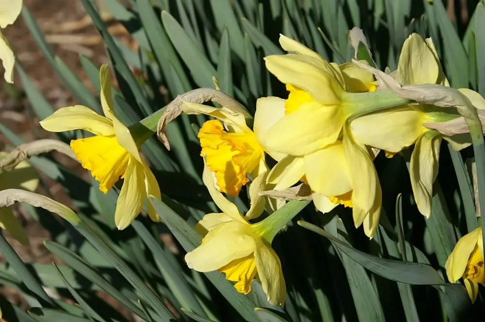 Jonquilla Narcissi (Narcissus Jonquilla) — typically bears 2-6 blooms characterized by narrow