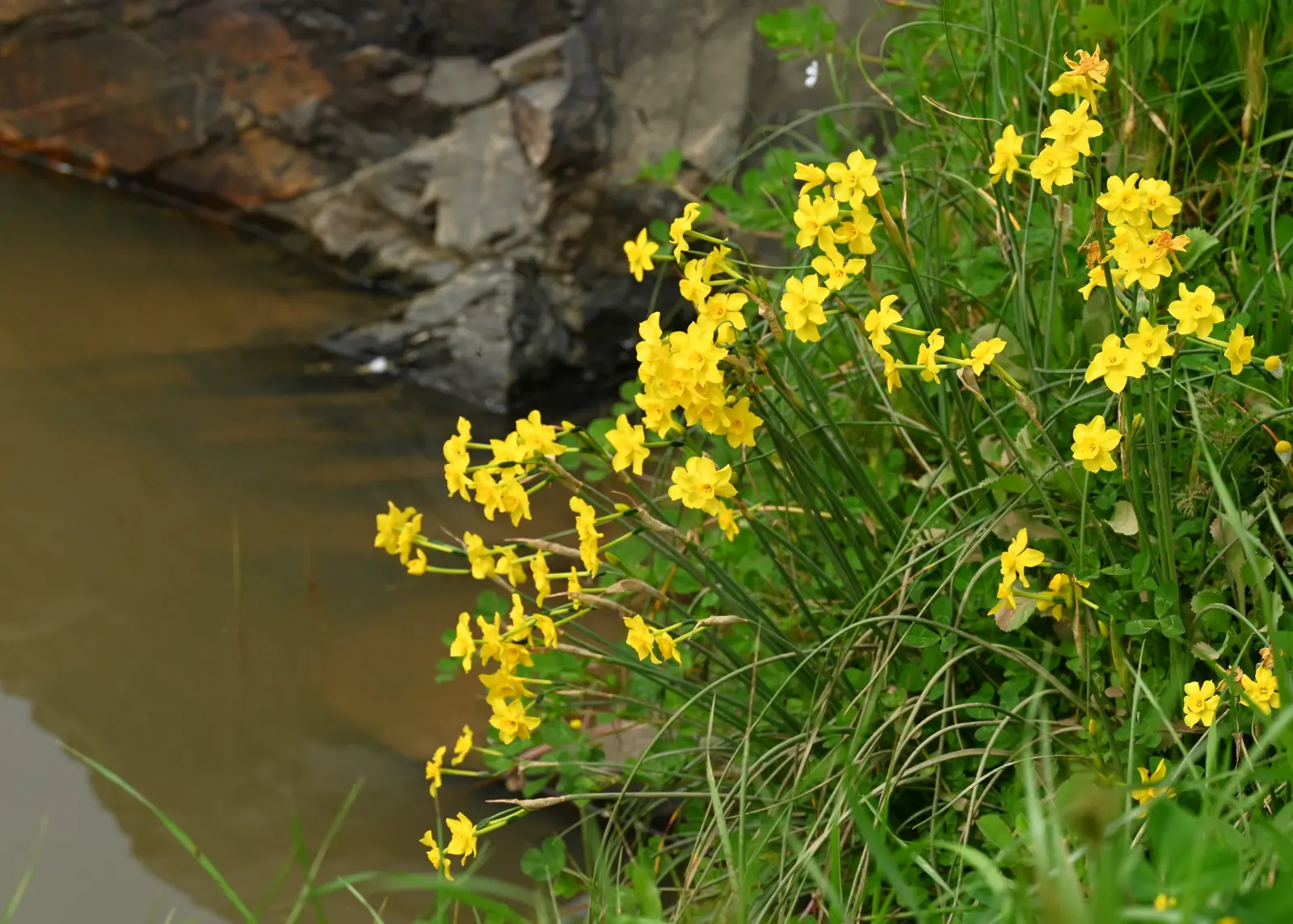 Jonquilla Narcissi (Narcissus Jonquilla) — plant the bulbs at a depth of about 6 inches; the Jonquil thrives in USDA Hardiness Zones 4 through 9, image 88