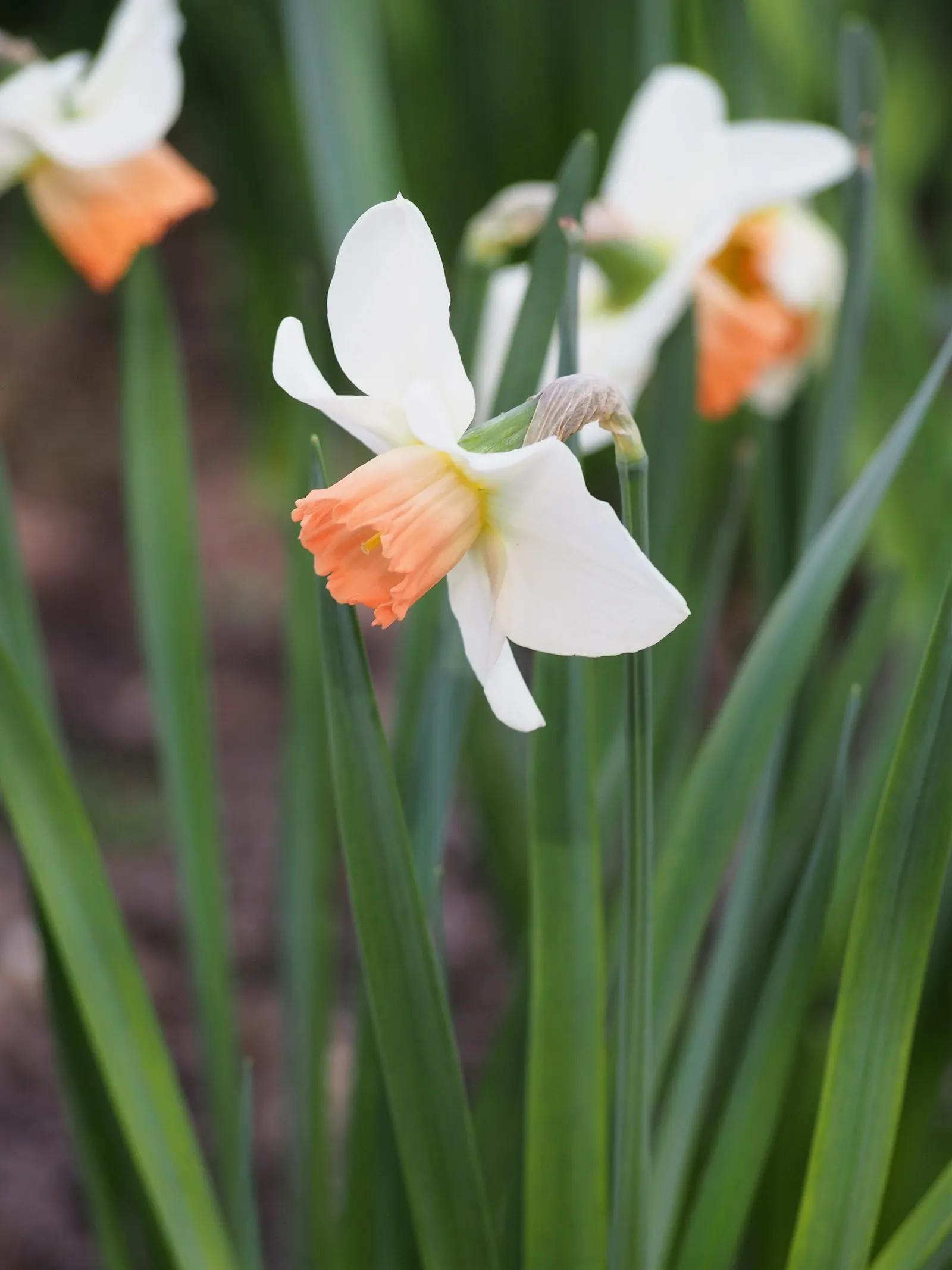 Jonquilla Narcissi (Narcissus Jonquilla) — commonly known as Jonquilla Narcissi or Jonquil; with a preference for full to partial sunlight, image 52