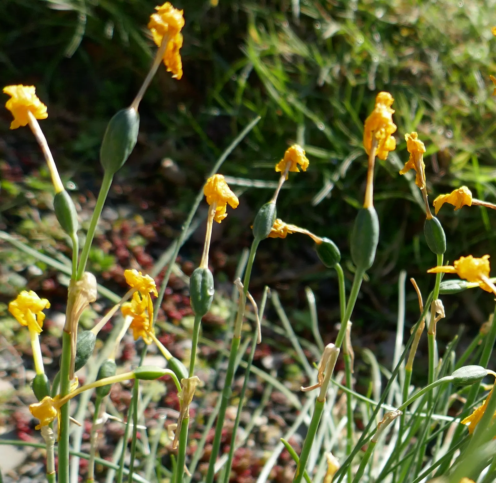 Jonquilla Narcissi (Narcissus Jonquilla) — Hardy in USDA zones 4-9, it prefers full to partial sun and well-drained soil; reaching up to 16 inches, image 50