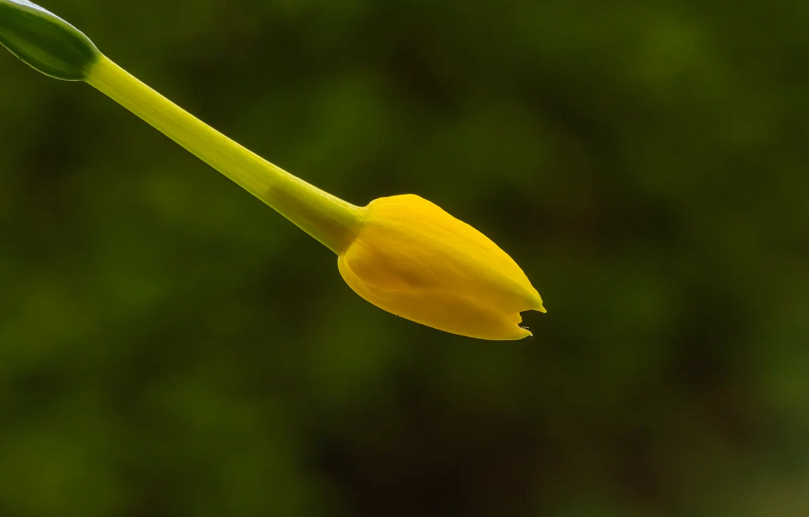 Jonquilla Narcissi (Narcissus Jonquilla) — bulb with yellow blooms