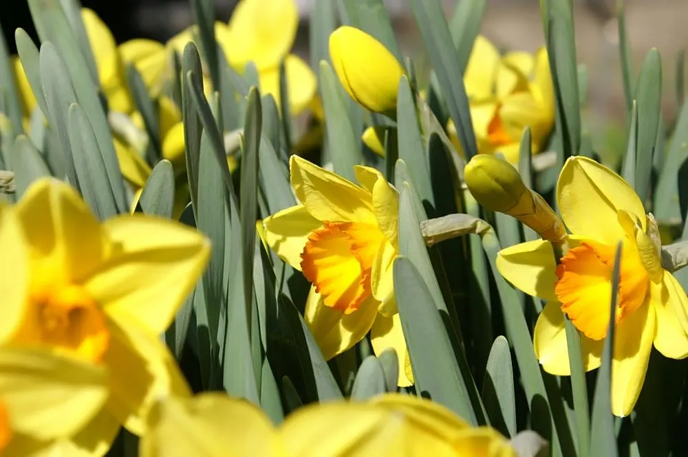 Jonquilla Narcissi (Narcissus Jonquilla) — commonly known as Jonquilla Daffodil; hardy in USDA zones 4-9, it prefers full to partial sun and, image 70