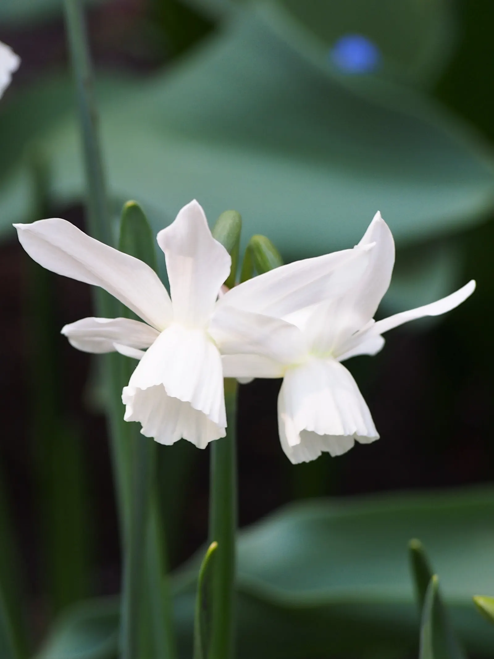 Jonquilla Narcissi (Narcissus Jonquilla) — Hardy in USDA zones 4-9, it prefers full to partial sun and well-drained soil; reaching up to 16 inches in height