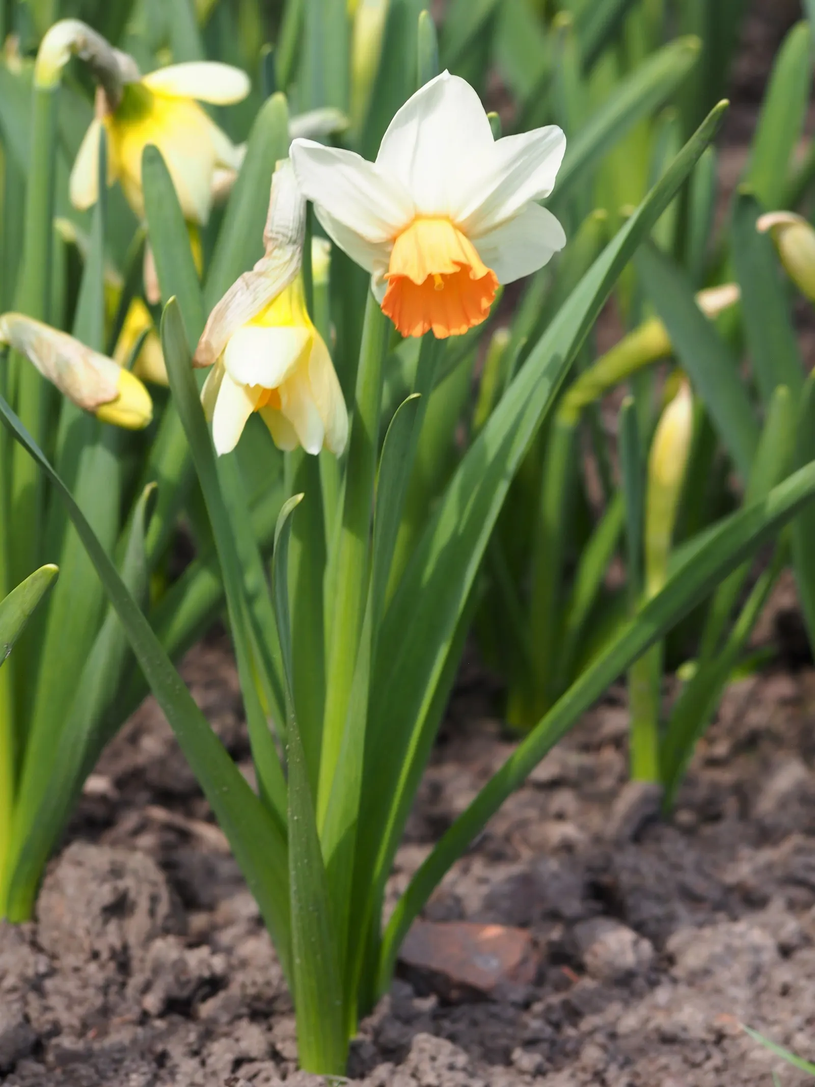 Jonquilla Narcissi (Narcissus Jonquilla) — bulb for full or half; with a spacing of 3 to 6 inches apart in the fall before the ground freezes, image 92