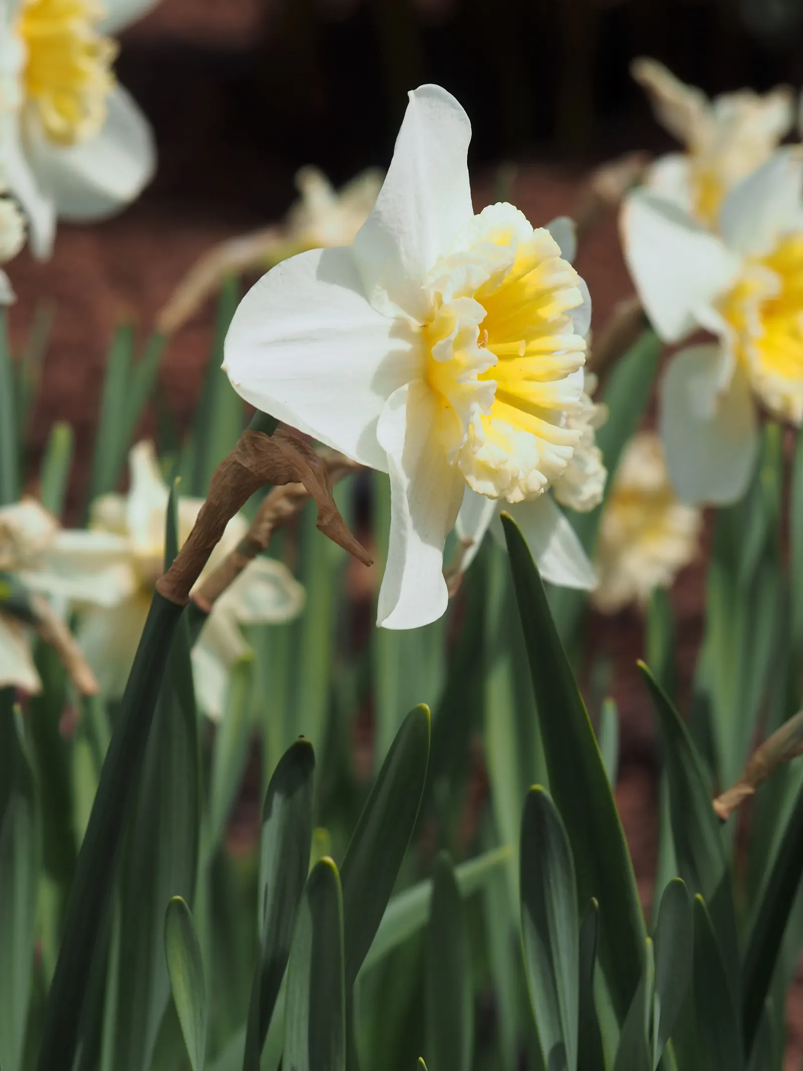 Jonquilla Narcissi (Narcissus Jonquilla) — making them versatile for different garden aspects; offering a burst of sunshine with its vibrant yellow, image 64