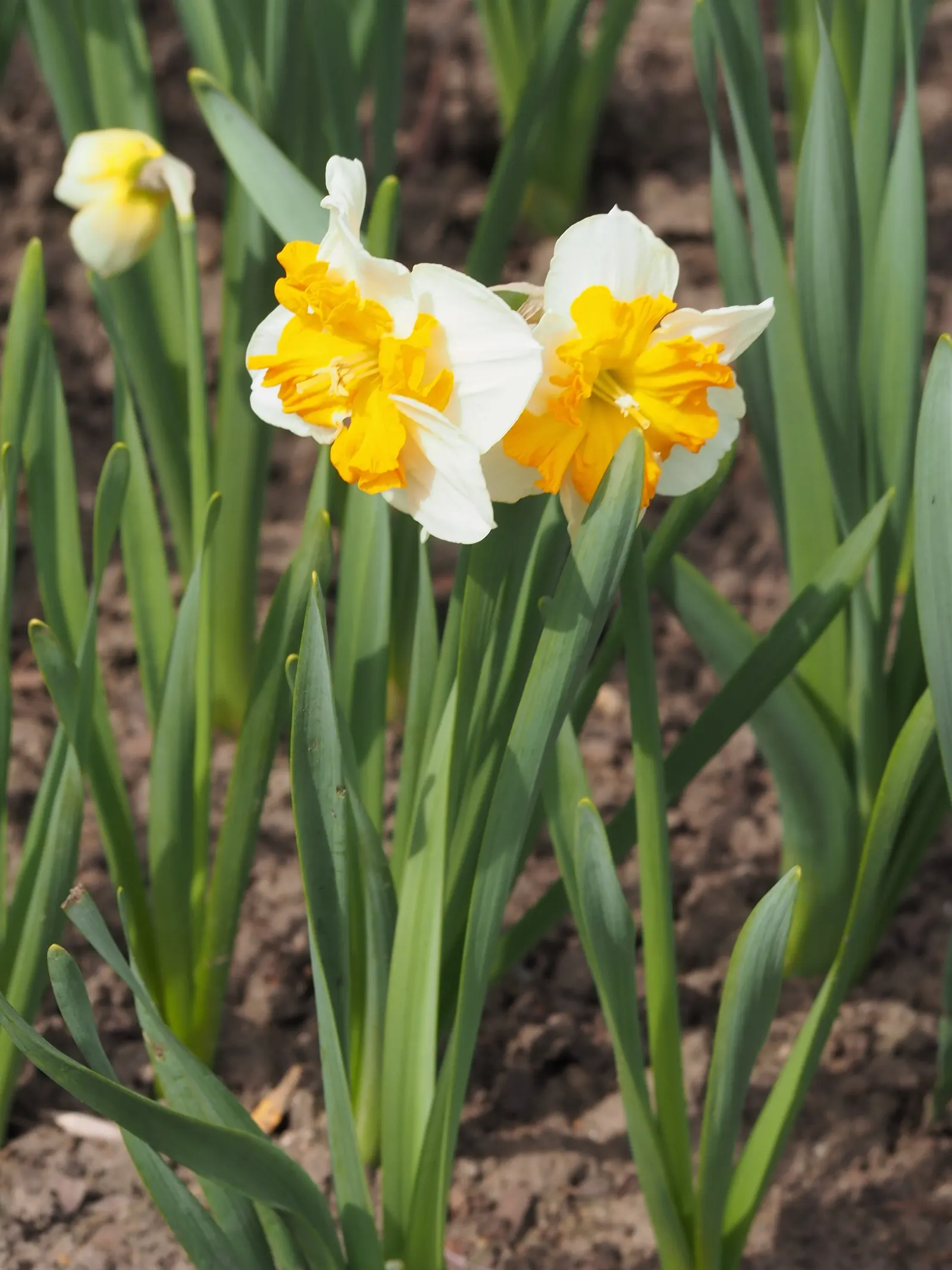 Jonquilla Narcissi (Narcissus Jonquilla) — commonly known as Jonquilla Narcissi or Jonquil; with a preference for full to partial sunlight, image 98