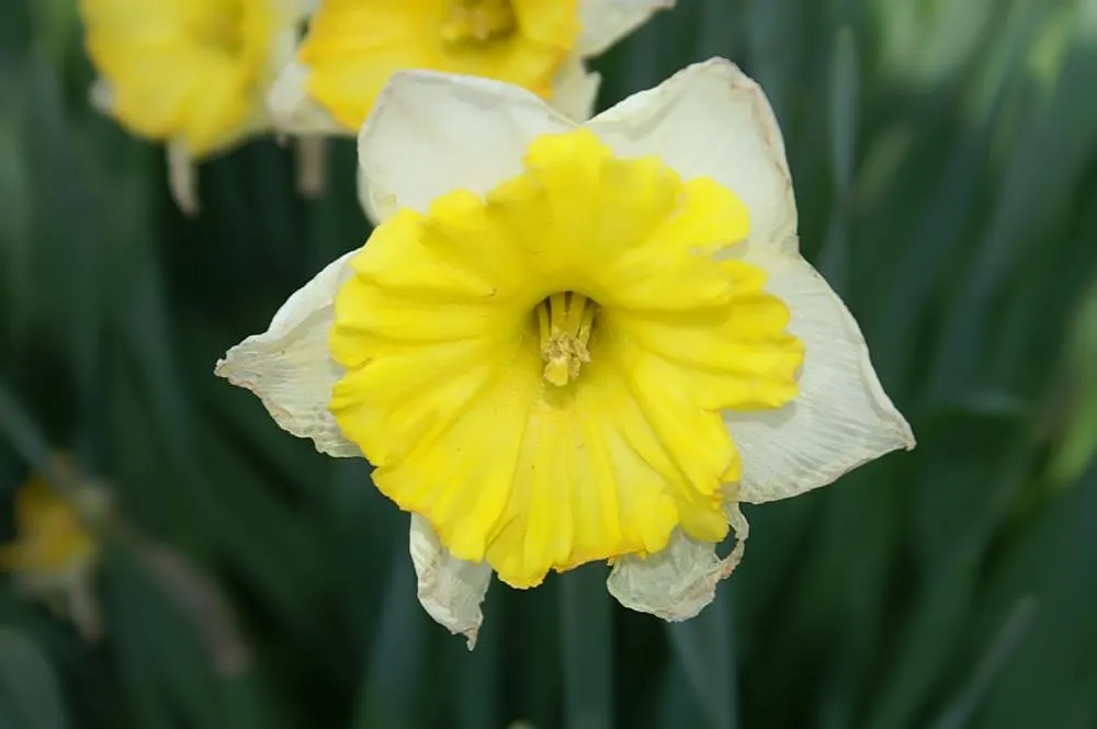 Jonquilla Narcissi (Narcissus Jonquilla) — fragrant flowers with a distinctive; yellow flowers in the garden, image 102