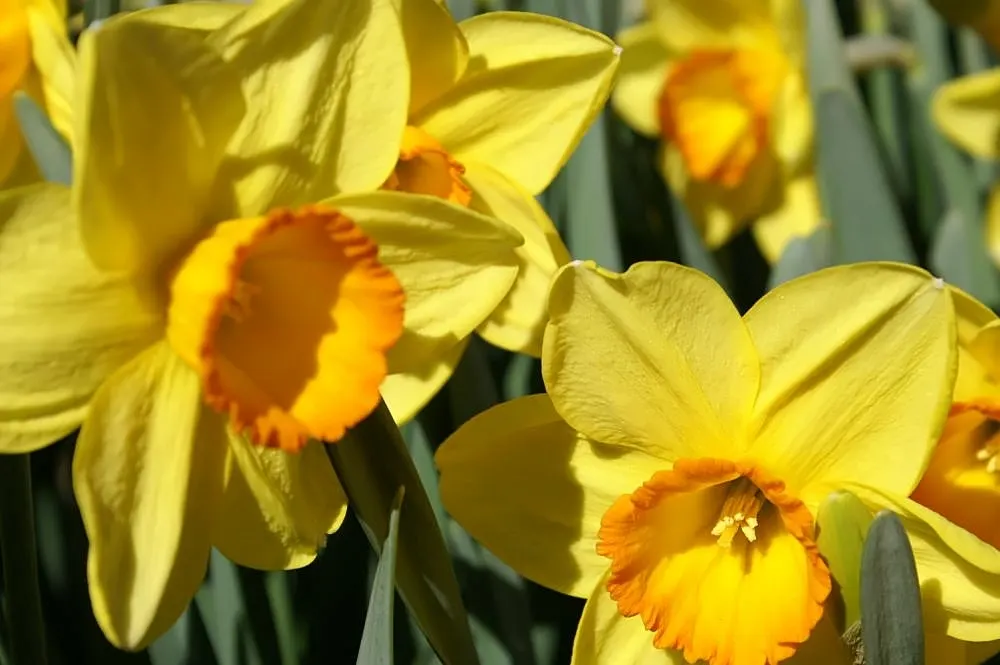Jonquilla Narcissi (Narcissus Jonquilla) — with a spacing of 3 to 6 inches apart in the fall before the ground freezes; bulb with yellow blooms, image 89