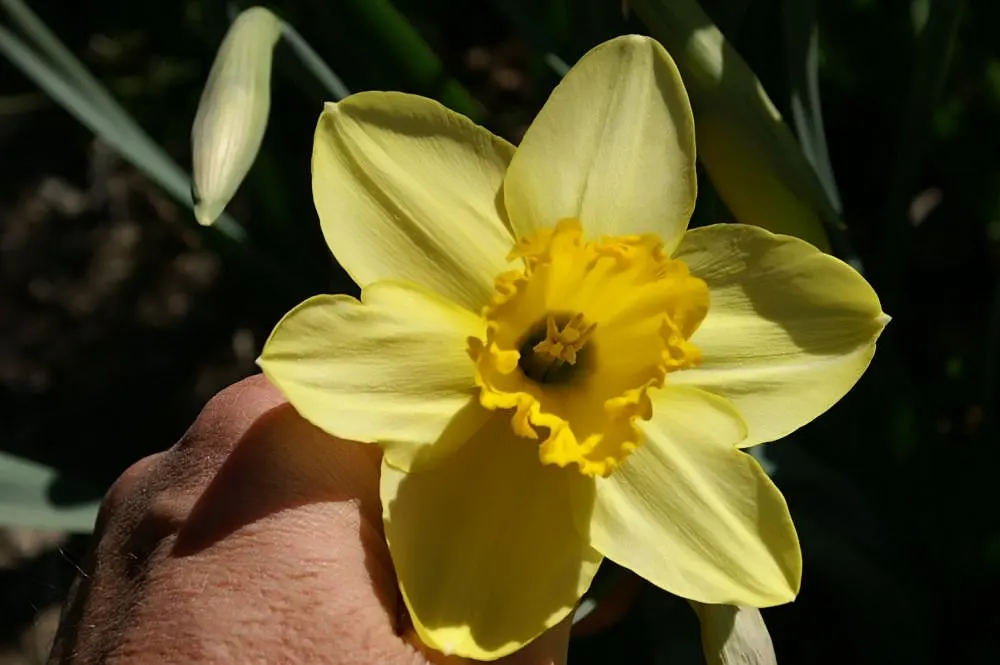 Jonquilla Narcissi (Narcissus Jonquilla) — fragrant flowers with a distinctive; yellow flowers in the garden, image 79