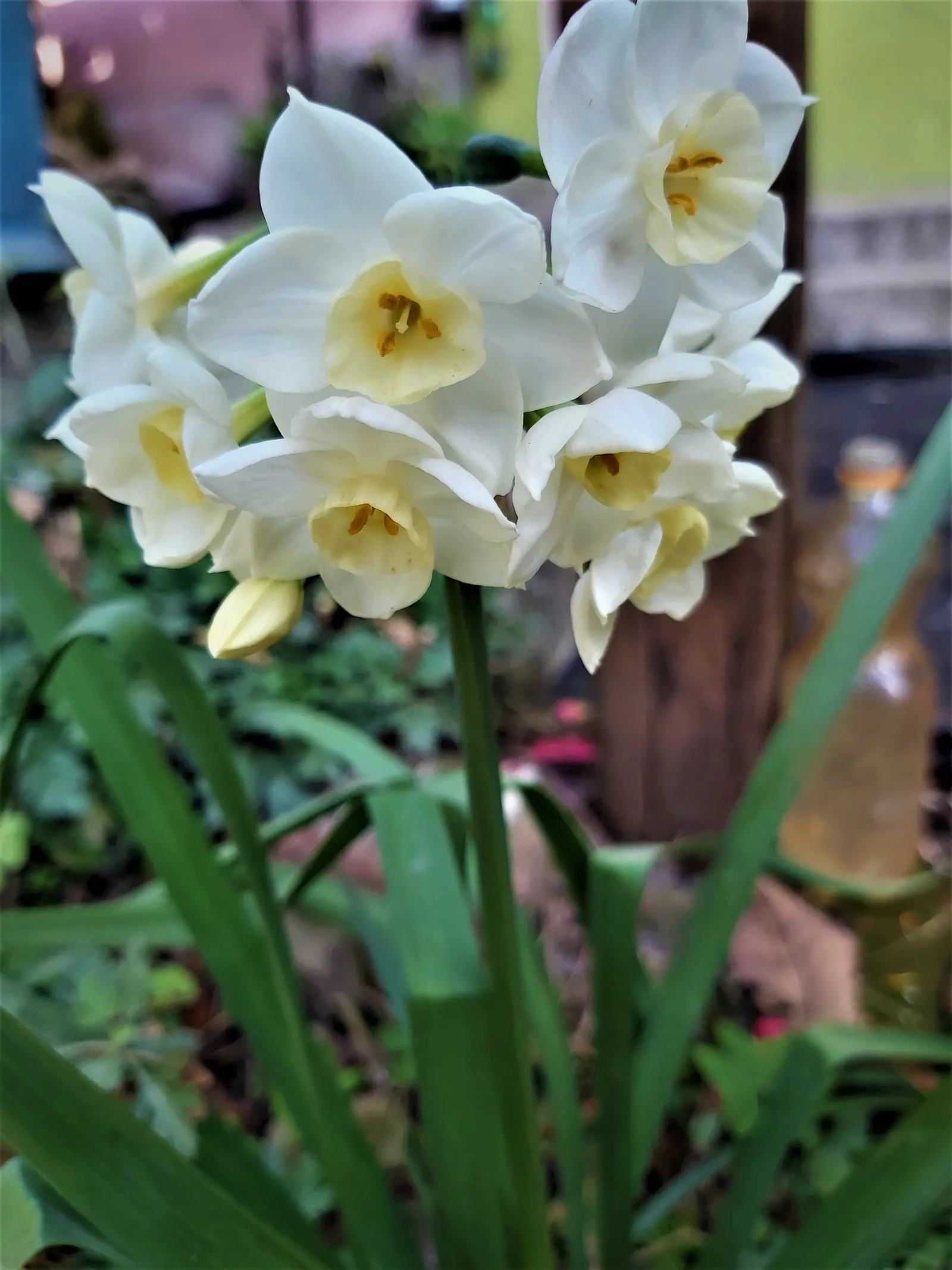 Jonquilla Narcissi (Narcissus Jonquilla) — these bulbs do well in both sunny and slightly shaded areas; commonly known as Jonquilla Daffodil, image 63