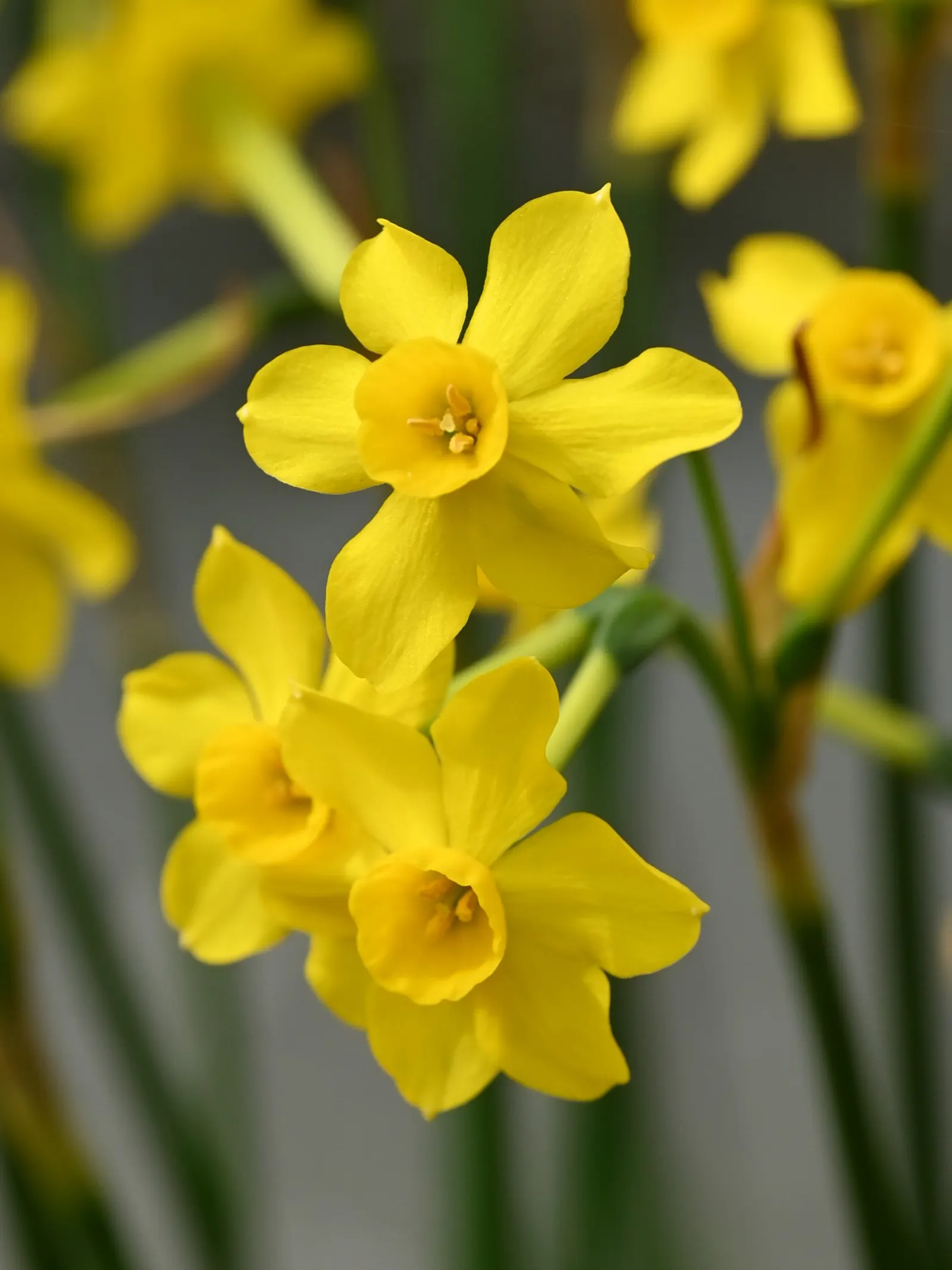 Jonquilla Narcissi (Narcissus Jonquilla) — commonly known as Jonquilla Daffodil