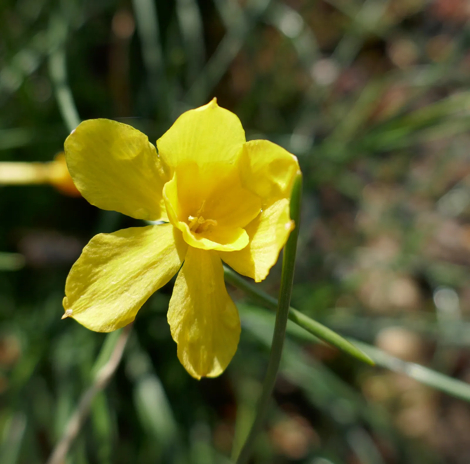Jonquilla Narcissi (Narcissus Jonquilla) — yellow flowers in the garden; commonly known as Jonquilla Narcissi or Jonquil, image 90