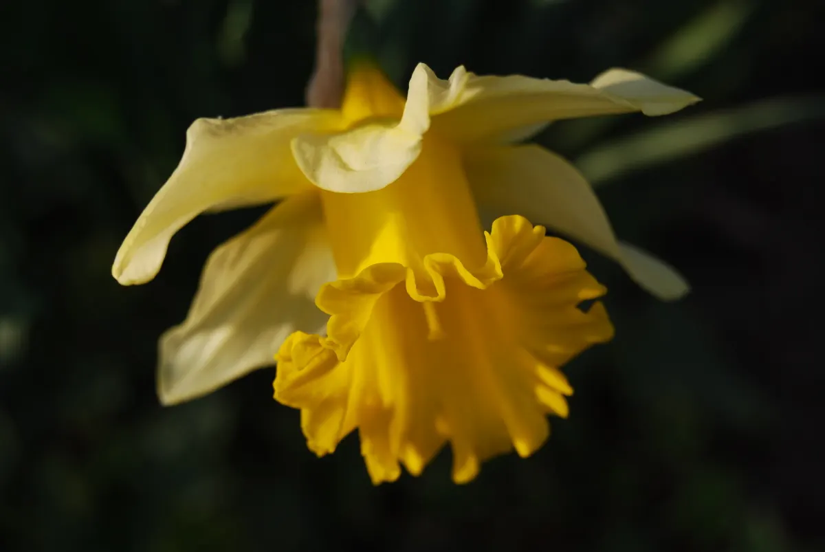 Jonquilla Narcissi (Narcissus Jonquilla) — fragrant flowers with a distinctive