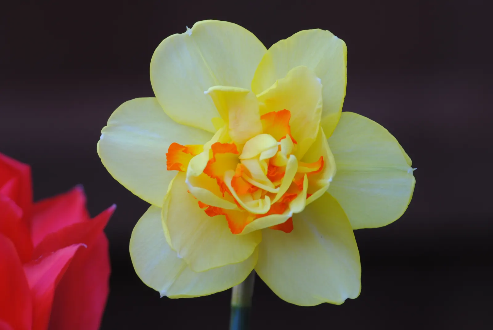 Jonquilla Narcissi (Narcissus Jonquilla) — Ideal for borders, rock gardens, and naturalizing, this plant attracts pollinators while resisting deer