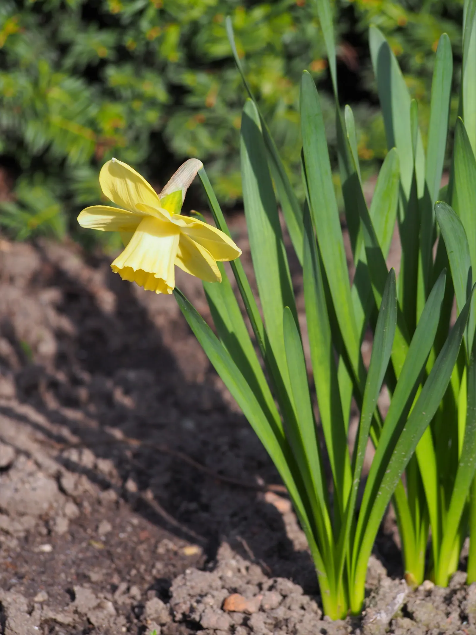 Jonquilla Narcissi (Narcissus Jonquilla) — making them versatile for different garden aspects