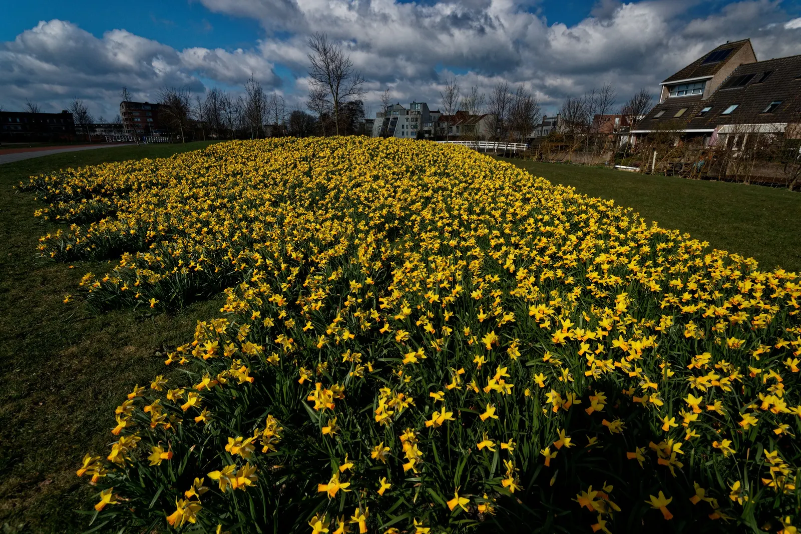 Jonquilla Narcissi (Narcissus Jonquilla) — With a preference for full to partial sunlight