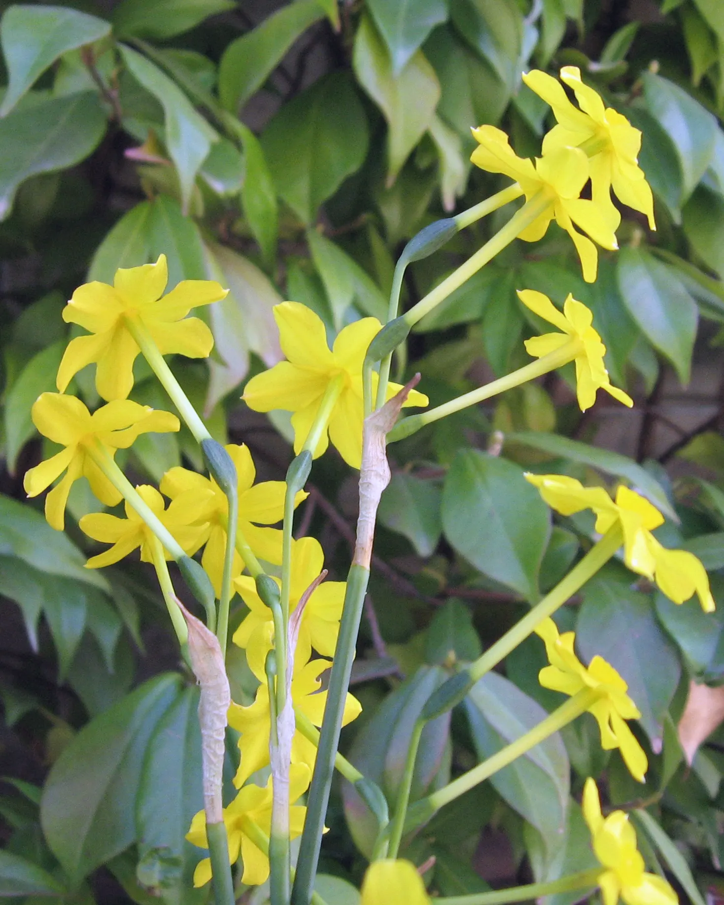 Jonquilla Narcissi (Narcissus Jonquilla) — the Jonquil thrives in USDA Hardiness Zones 4 through 9 and prefers well-drained soil