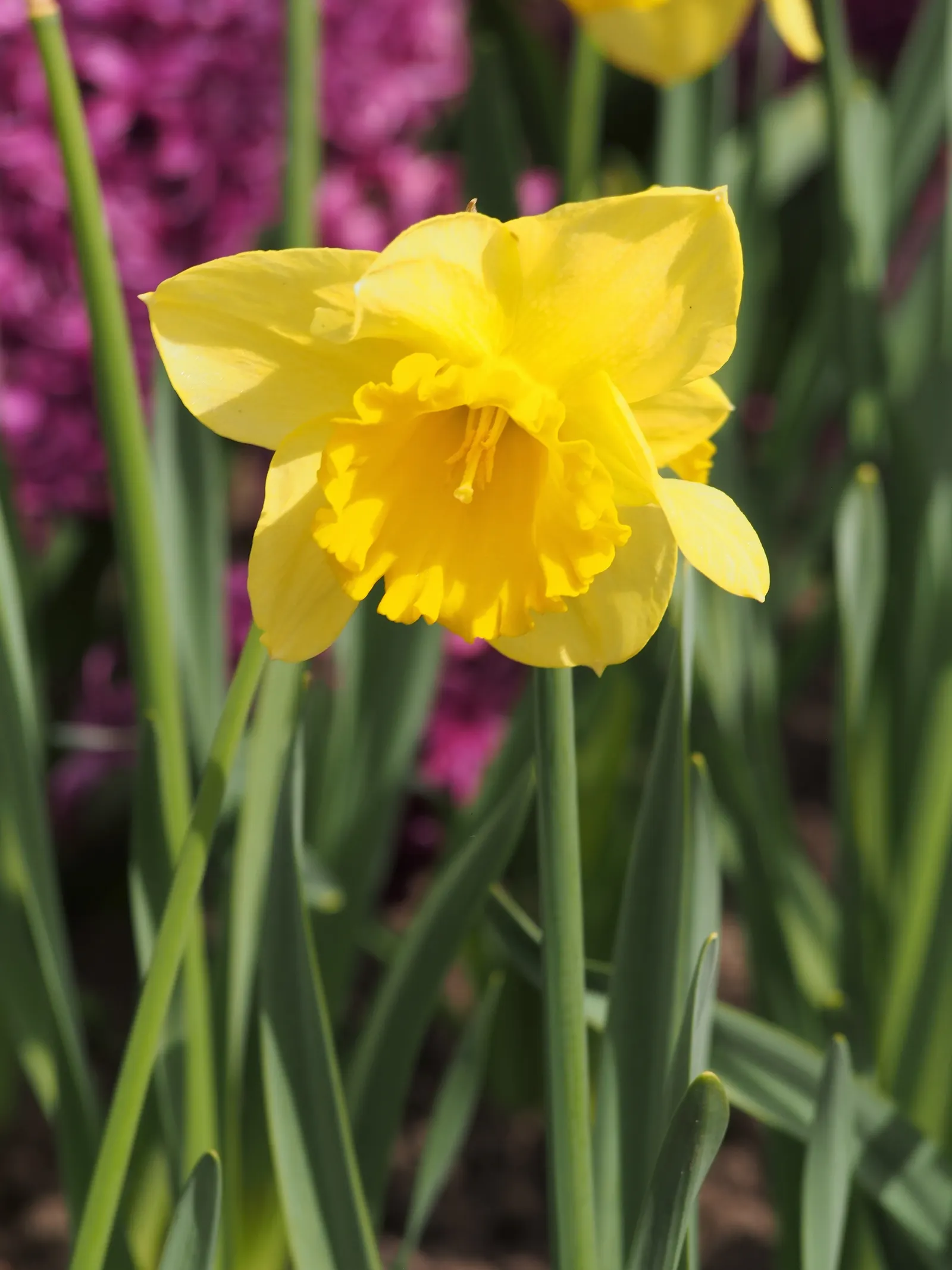 Jonquilla Narcissi (Narcissus Jonquilla) — the Jonquil thrives in USDA Hardiness Zones 4 through 9 and prefers well-drained soil; fragrant flowers with a