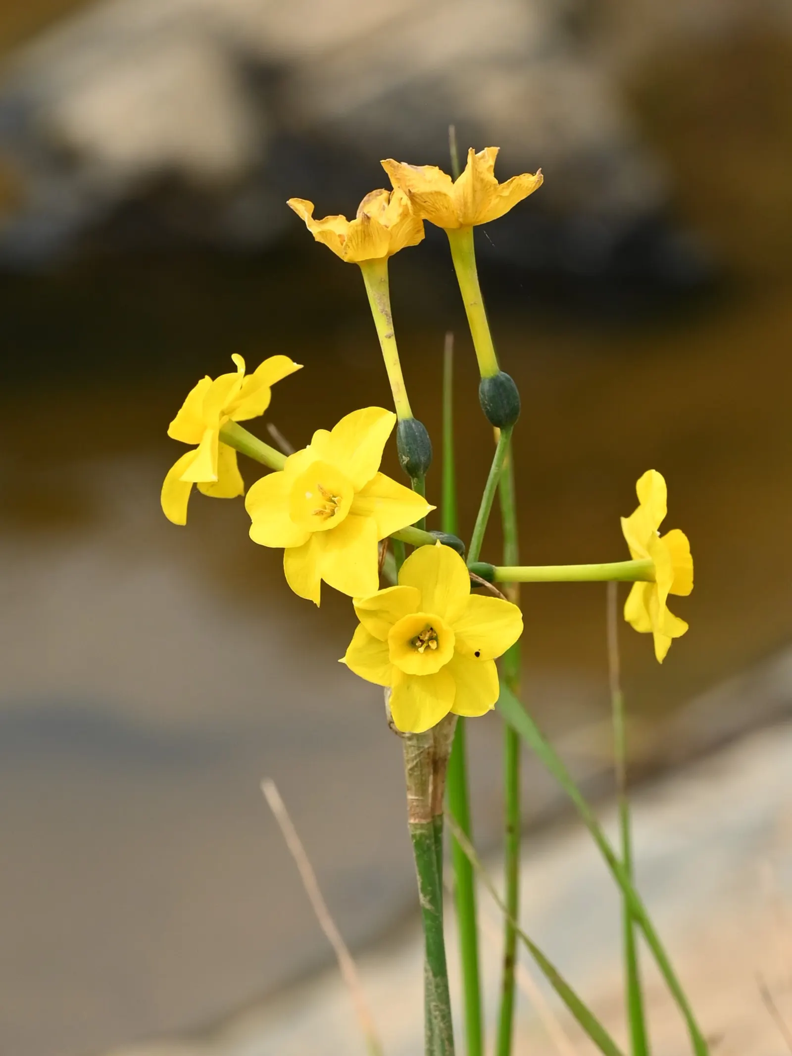Jonquilla Narcissi (Narcissus Jonquilla) — Hardy in USDA zones 4-9, it prefers full to partial sun and well-drained soil; reaching up to 16 inches, image 73