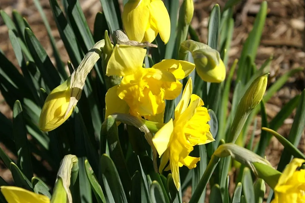 Jonquilla Narcissi (Narcissus Jonquilla) — making them versatile for different garden aspects; offering a burst of sunshine with its vibrant yellow, image 110