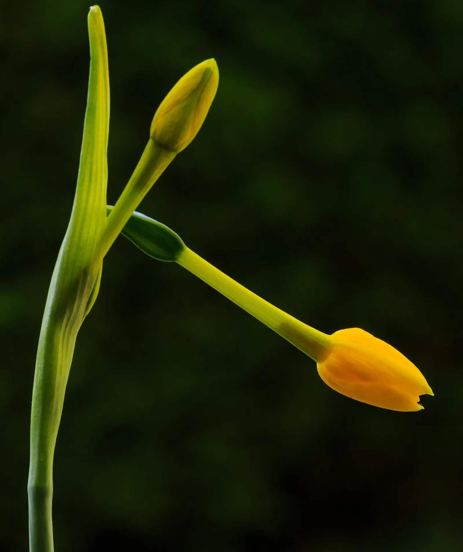 Jonquilla Narcissi (Narcissus Jonquilla) — offering a burst of sunshine with its vibrant yellow blossoms