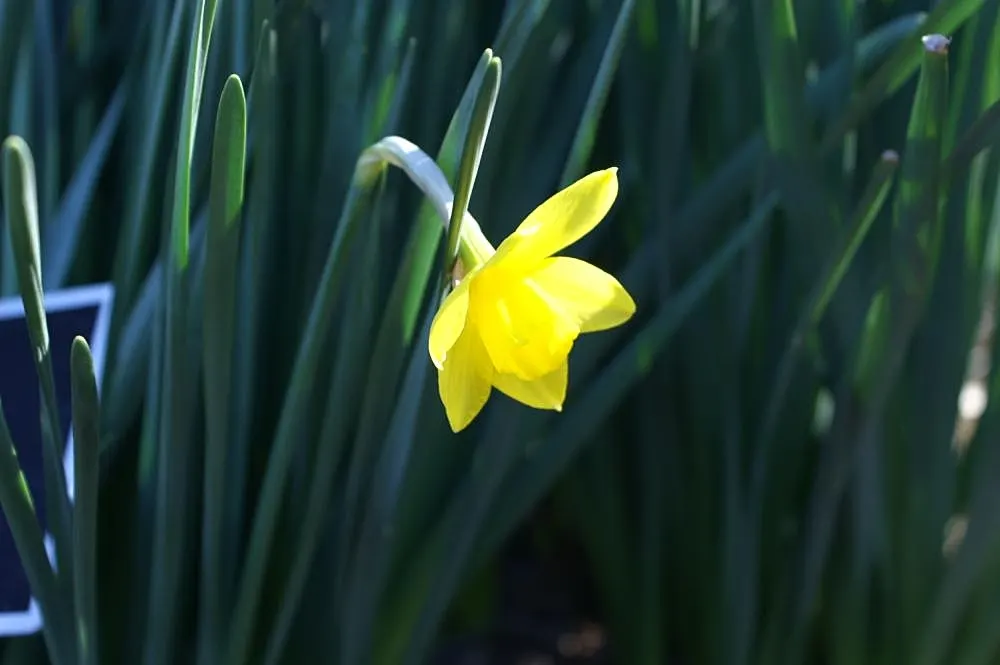 Jonquilla Narcissi (Narcissus Jonquilla) — star-shaped petals that imbue the garden with a sense of whimsy.<br><br>A hardy plant