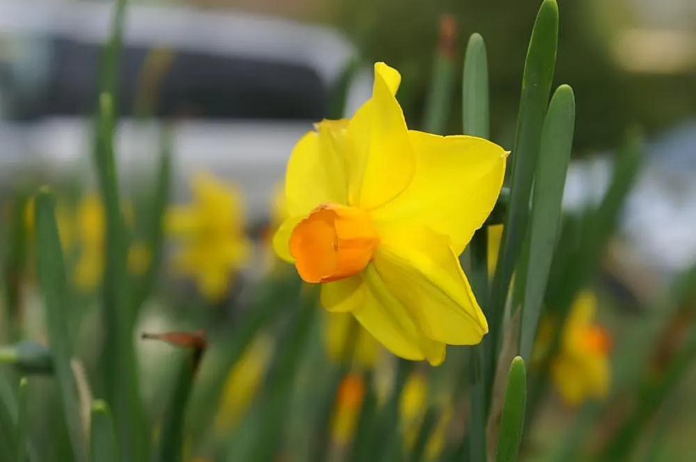 Jonquilla Narcissi (Narcissus Jonquilla) — reaching up to 16 inches in height; sweet aroma that enchants the spring air from March to April