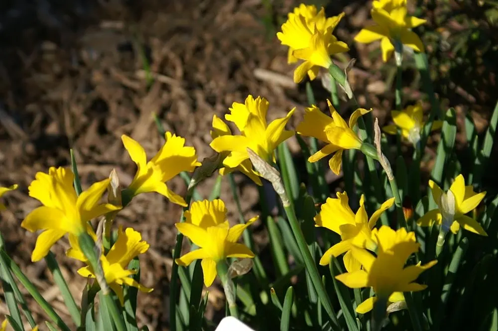 Jonquilla Narcissi (Narcissus Jonquilla) — This dainty perennial typically grows to a modest height of approximately 6 to 12 inches; star-shaped, image 78