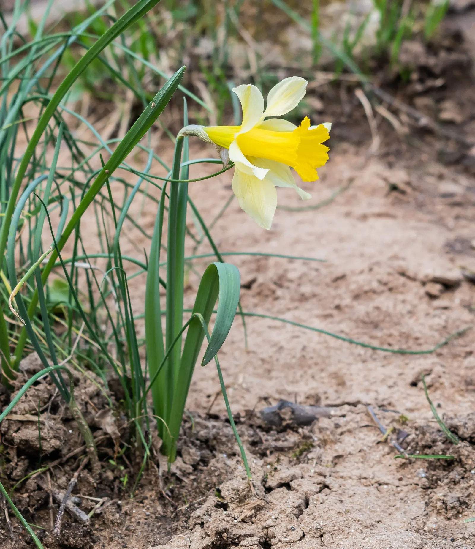 Jonquilla Narcissi (Narcissus Jonquilla) — with a spacing of 3 to 6 inches apart in the fall before the ground freezes; bulb with yellow blooms, image 66