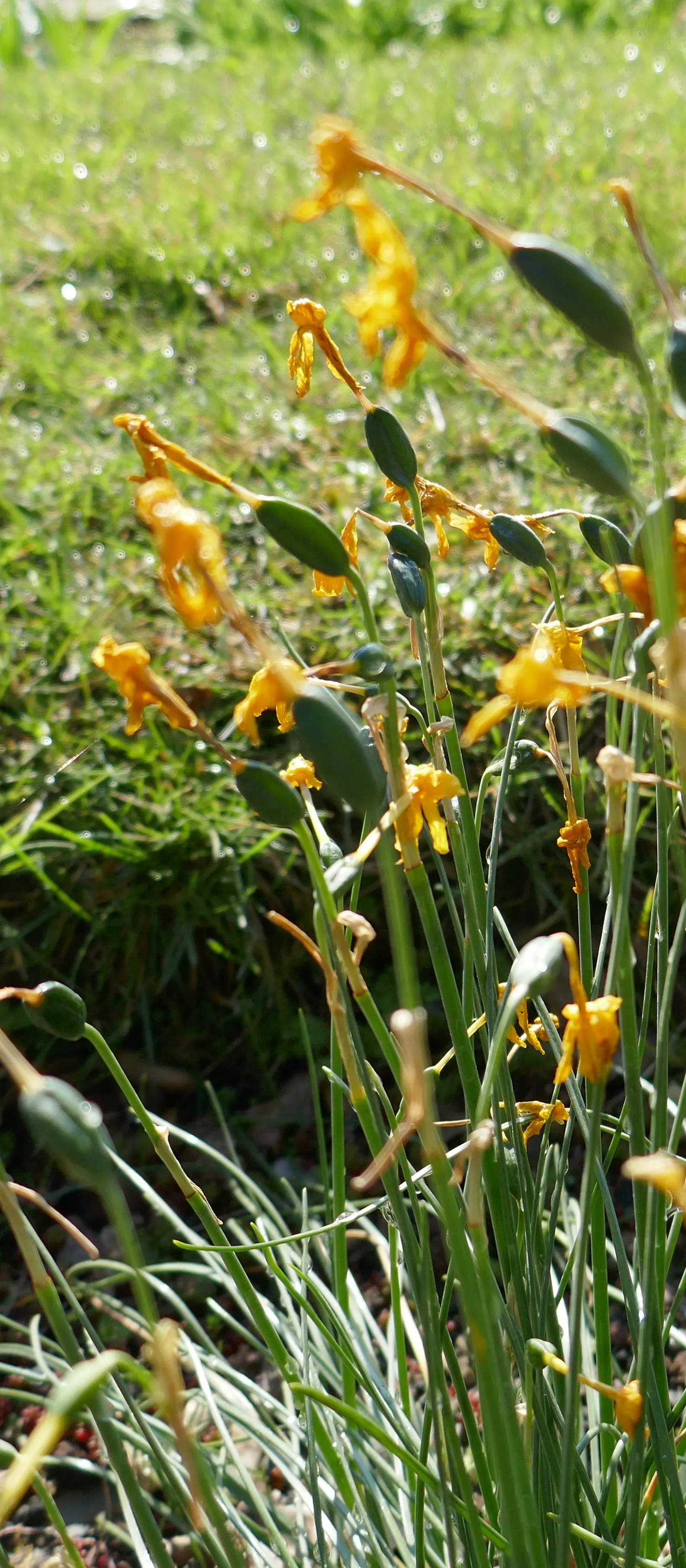 Jonquilla Narcissi (Narcissus Jonquilla) — is a delightful addition to any landscape design; bulb for full or half, image 99