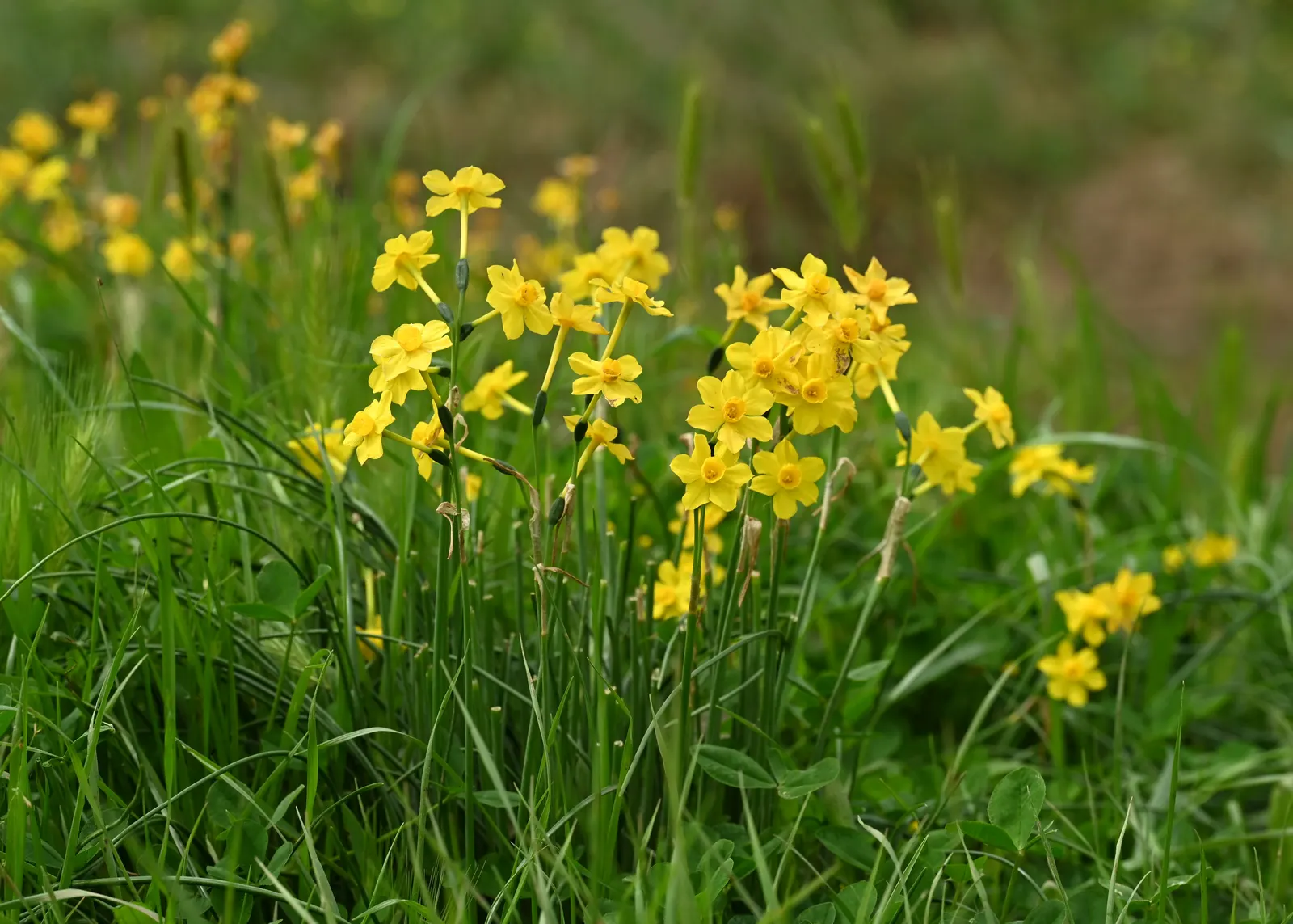 Jonquilla Narcissi (Narcissus Jonquilla) — With a preference for full to partial sunlight; these bulbs do well in both sunny and slightly shaded, image 62
