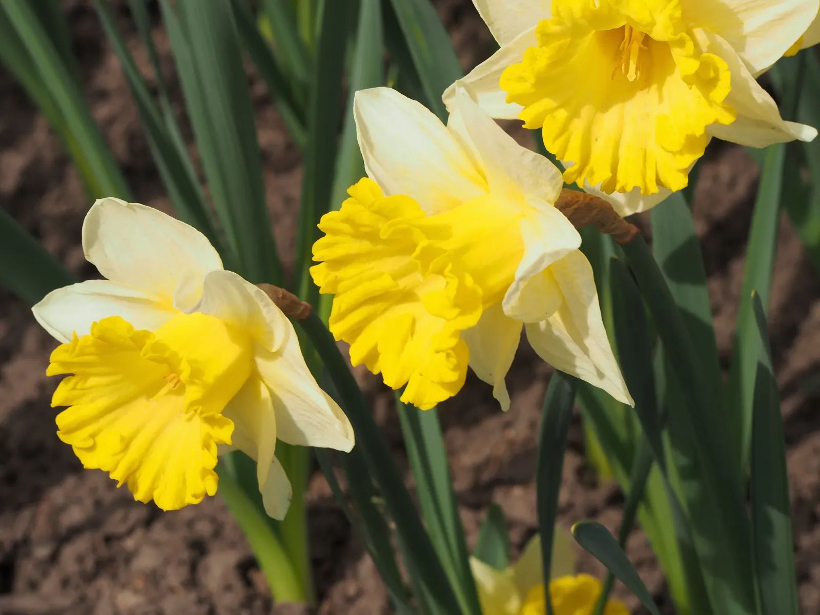Jonquilla Narcissi (Narcissus Jonquilla) — bulb with yellow blooms; the flowers have a central corona surrounded by narrow, image 68