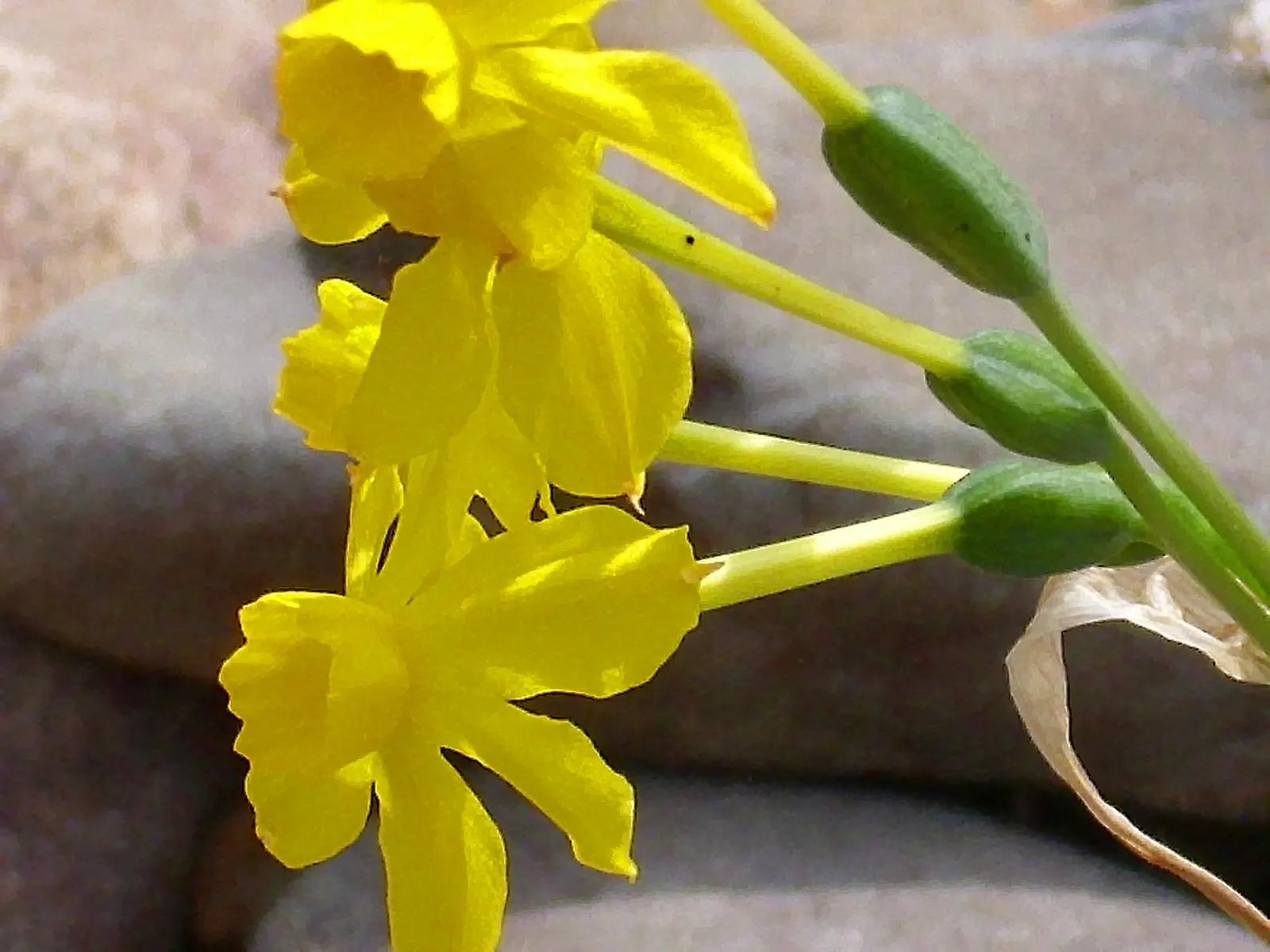 Jonquilla Narcissi (Narcissus Jonquilla) — This dainty perennial typically grows to a modest height of approximately 6 to 12 inches; star-shaped petals that