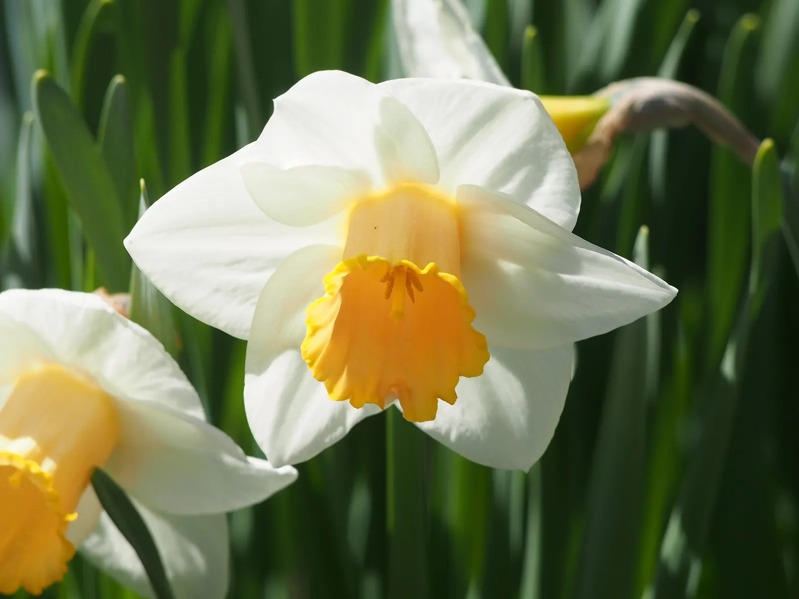Jonquilla Narcissi (Narcissus Jonquilla) — reaching up to 16 inches in height; sweet aroma that enchants the spring air from March to April, image 71