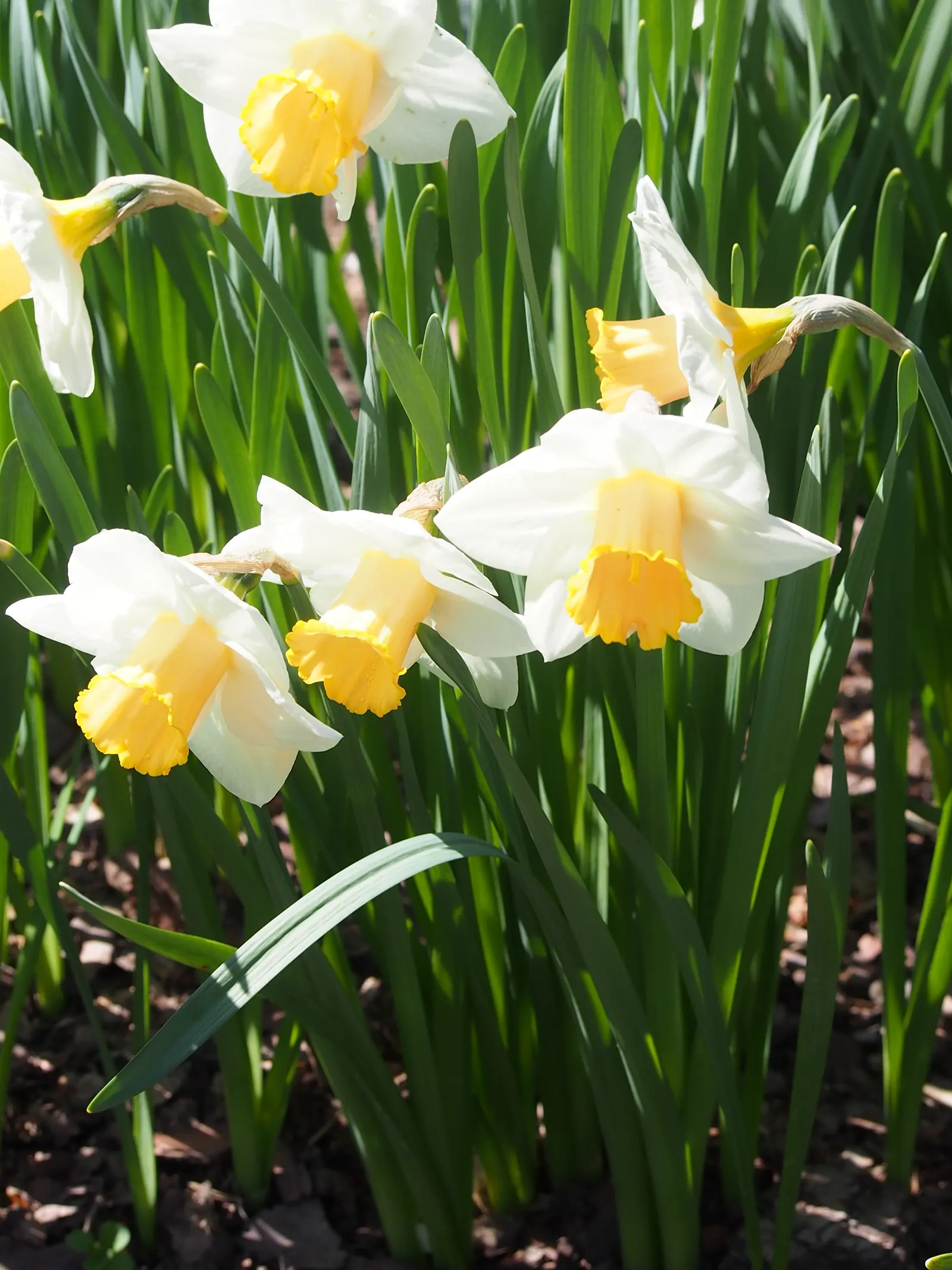 Jonquilla Narcissi (Narcissus Jonquilla) — reaching up to 16 inches in height; sweet aroma that enchants the spring air from March to April, image 48
