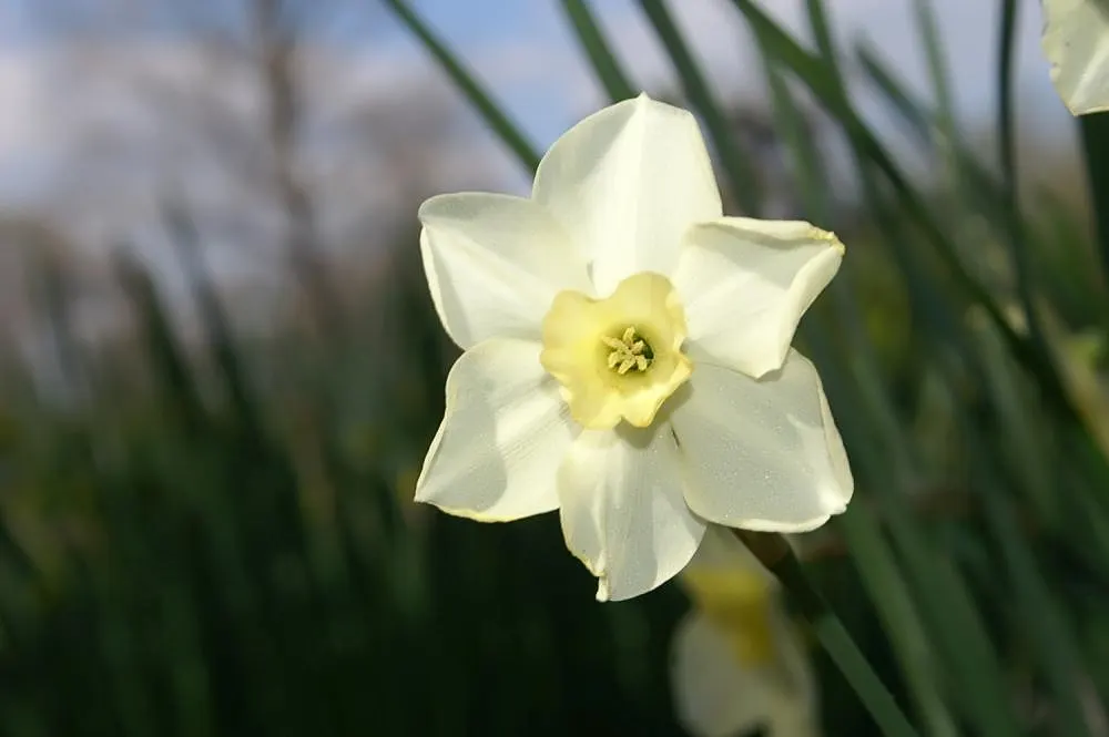 Jonquilla Narcissi (Narcissus Jonquilla) — sweet aroma that enchants the spring air from March to April