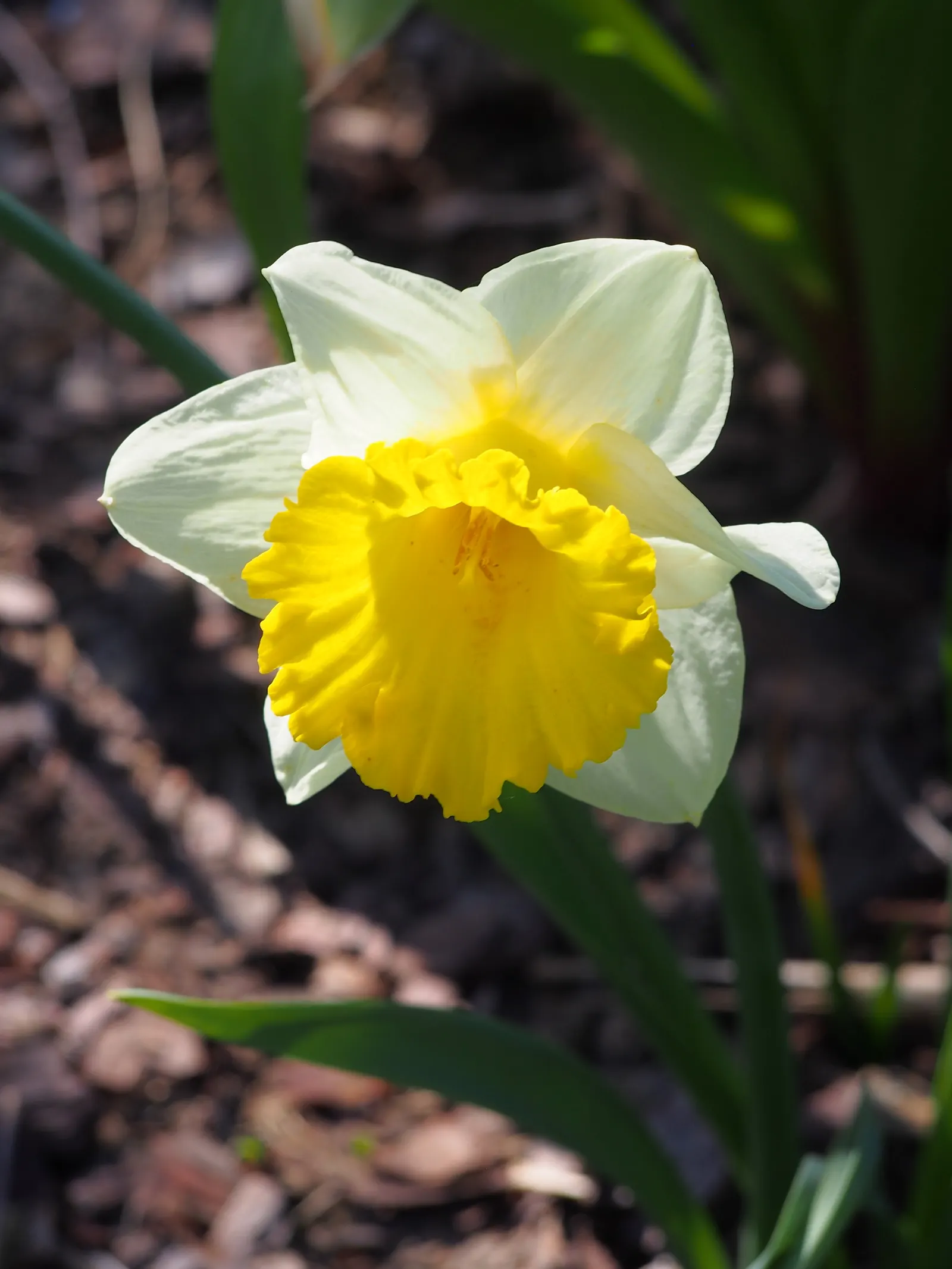 Jonquilla Narcissi (Narcissus Jonquilla) — This dainty perennial typically grows to a modest height of approximately 6 to 12 inches; star-shaped, image 55