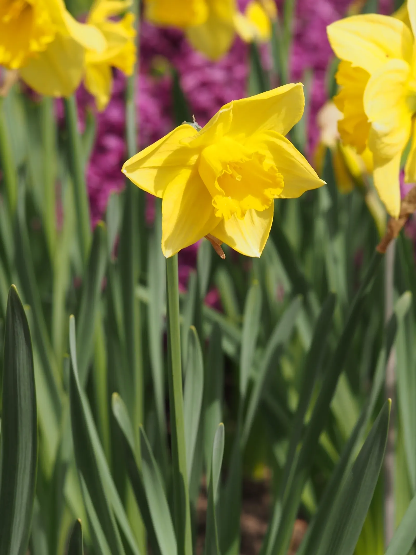 Jonquilla Narcissi (Narcissus Jonquilla) — typically bears 2-6 blooms characterized by narrow; making them versatile for different garden aspects, image 49