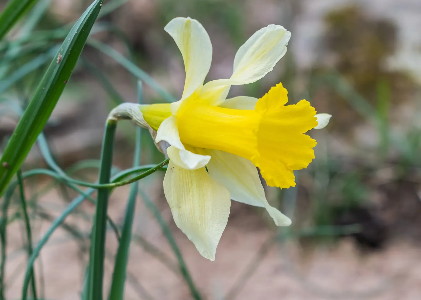 Jonquilla Narcissi (Narcissus Jonquilla) — Ideal for borders, rock gardens, and naturalizing, this plant attracts pollinators while resisting deer, image 51