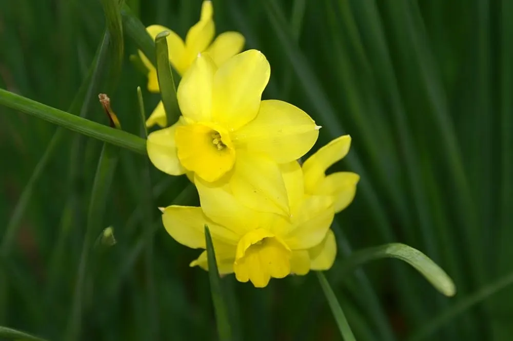 Jonquilla Narcissi (Narcissus Jonquilla) — yellow flowers in the garden; commonly known as Jonquilla Narcissi or Jonquil