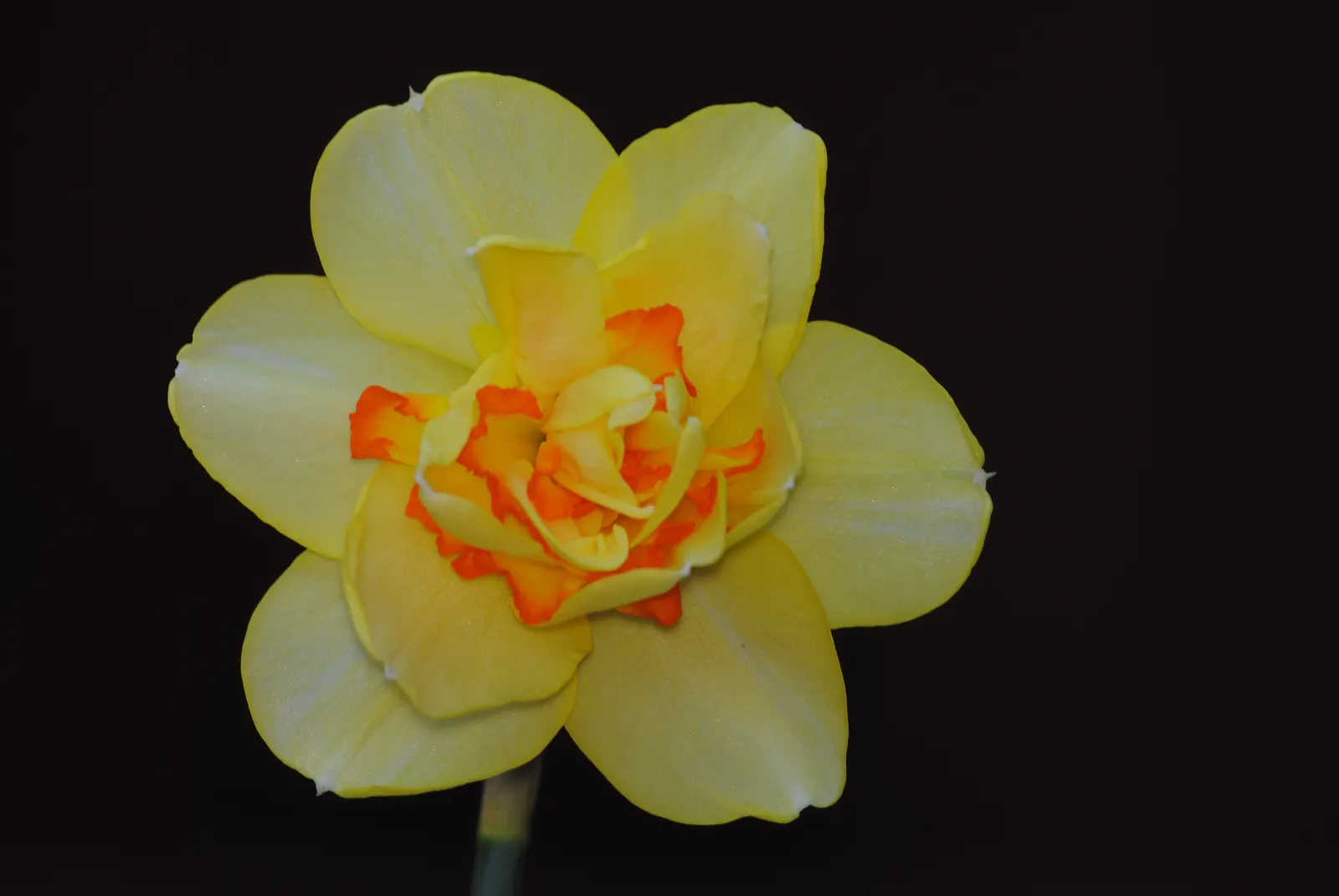 Jonquilla Narcissi (Narcissus Jonquilla) — is a delightful addition to any landscape design; bulb for full or half, image 76