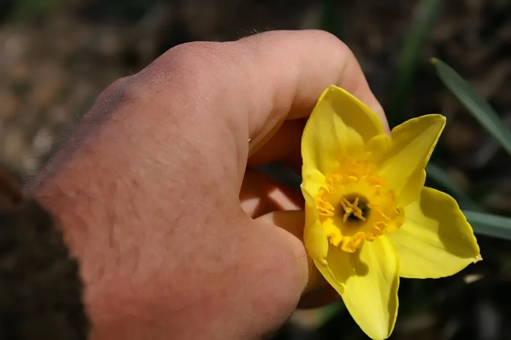 Jonquilla Narcissi (Narcissus Jonquilla) — fragrant flowers with a distinctive; yellow flowers in the garden